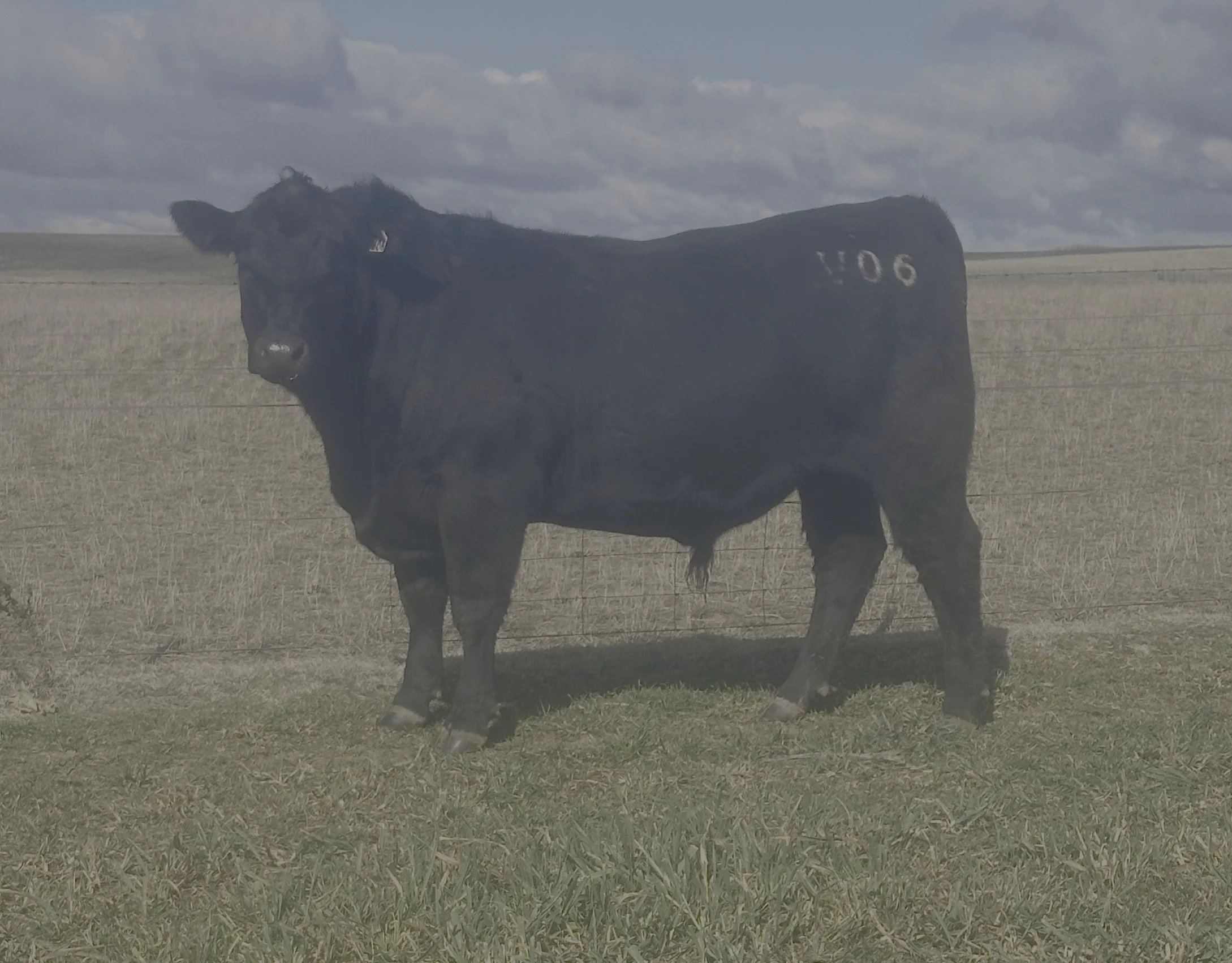 LOT 17 - NRO24V06 ROSSKIN NEW GROUND V06