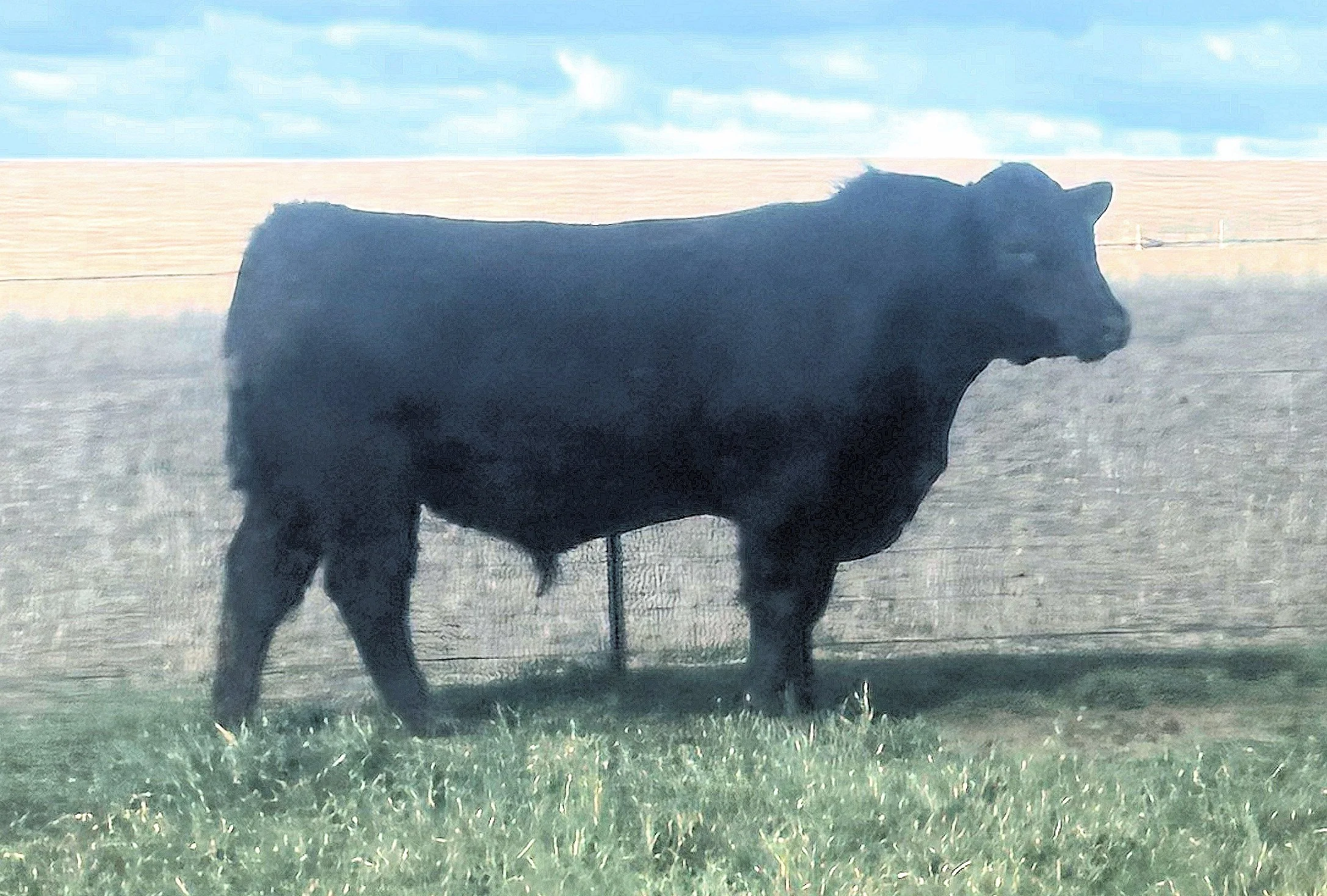 LOT 18 - NRO24V01 ROSSKIN NEW GROUND V01