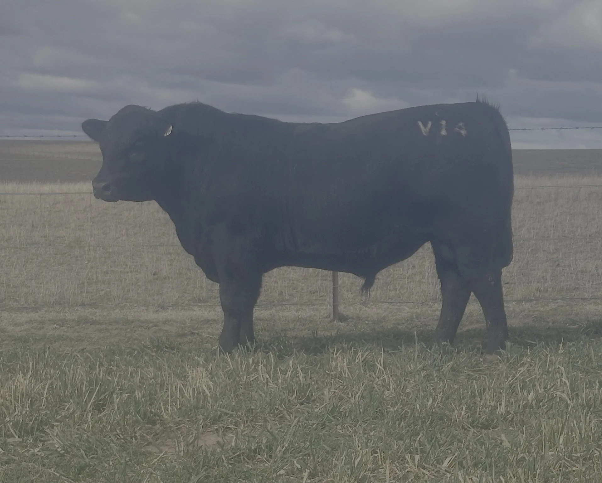 LOT 19 - NRO24V14 ROSSKIN NEW GROUND V14