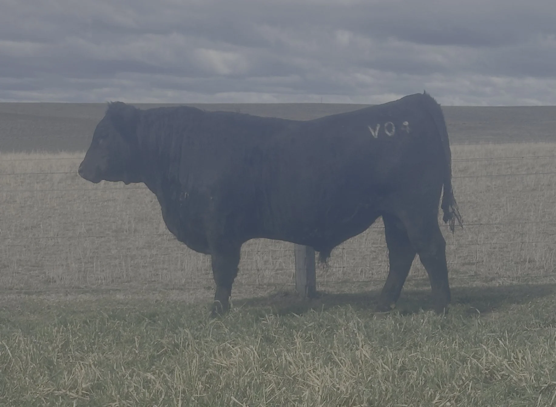 LOT 21 - NRO24V04 ROSSKIN NEW GROUND V04