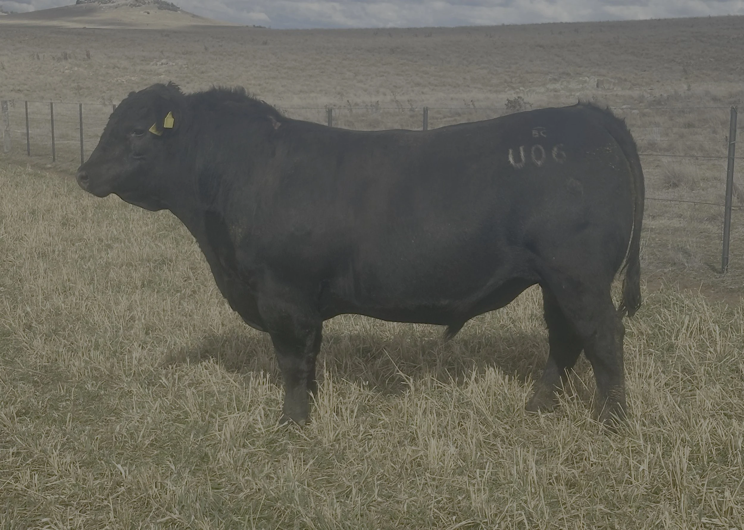 LOT 22 - NRO23U06 ROSSKIN NECTAR U06