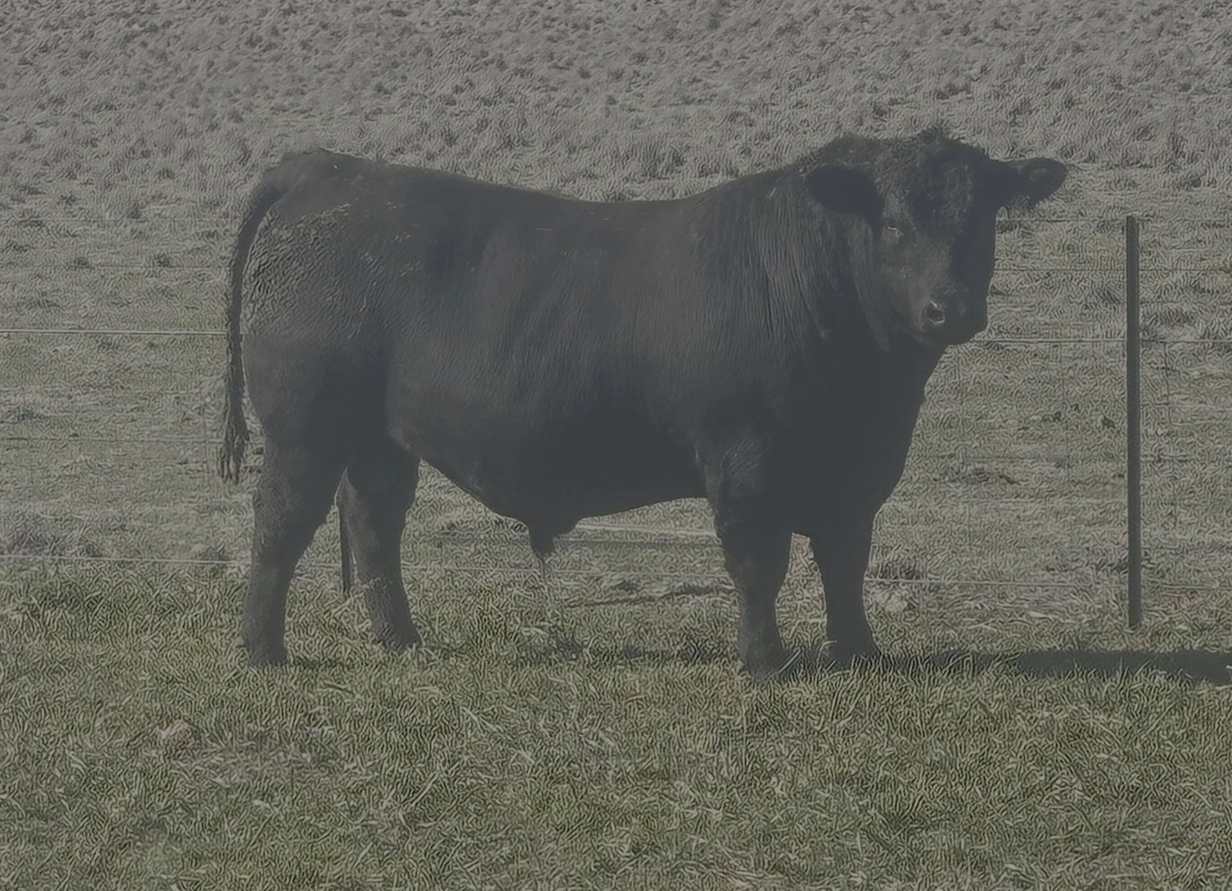 LOT 26 - NRO23U30 ROSSKIN NECTAR U30