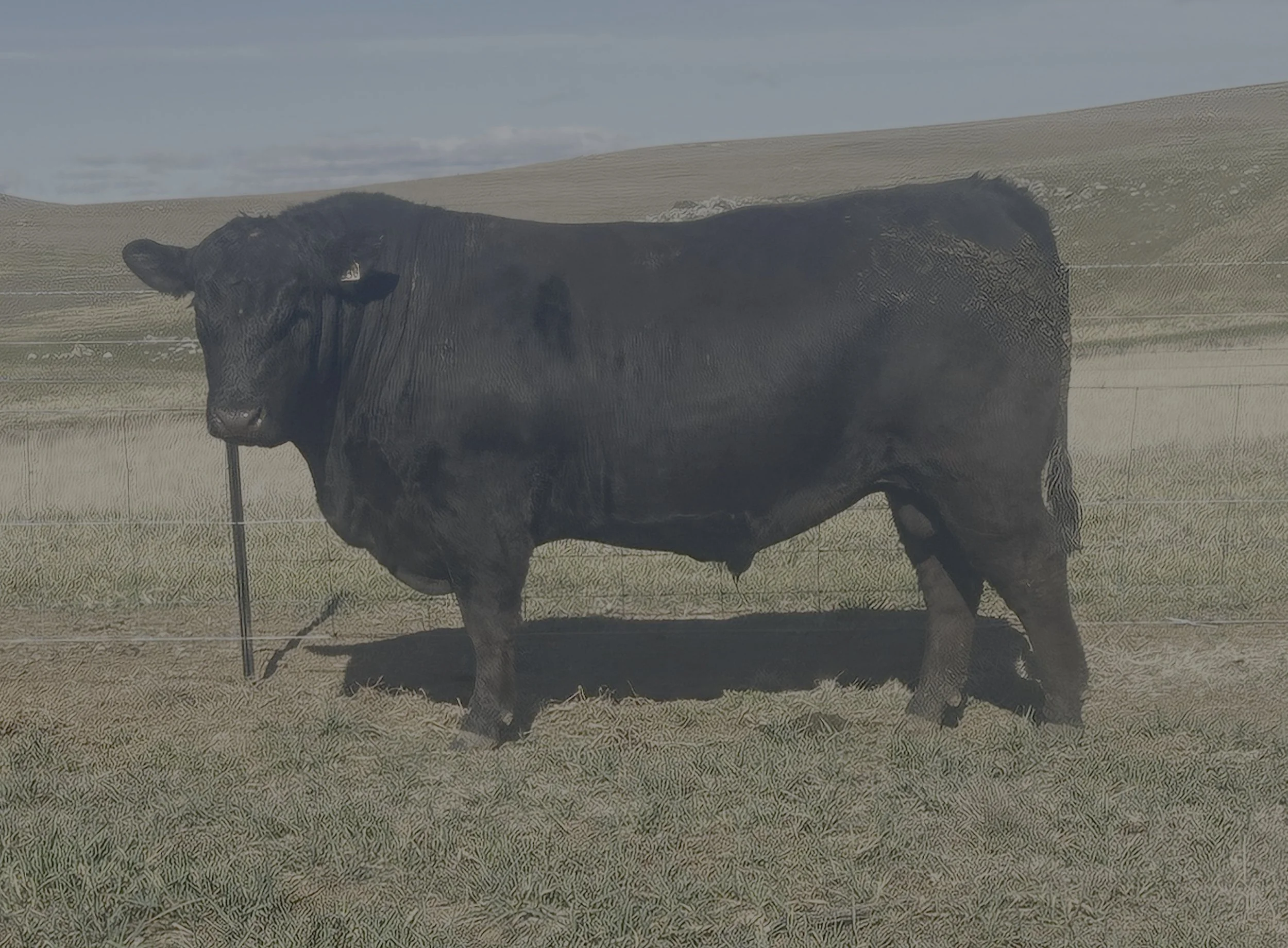 LOT 27 - NRO23U38 ROSSKIN NECTAR U38