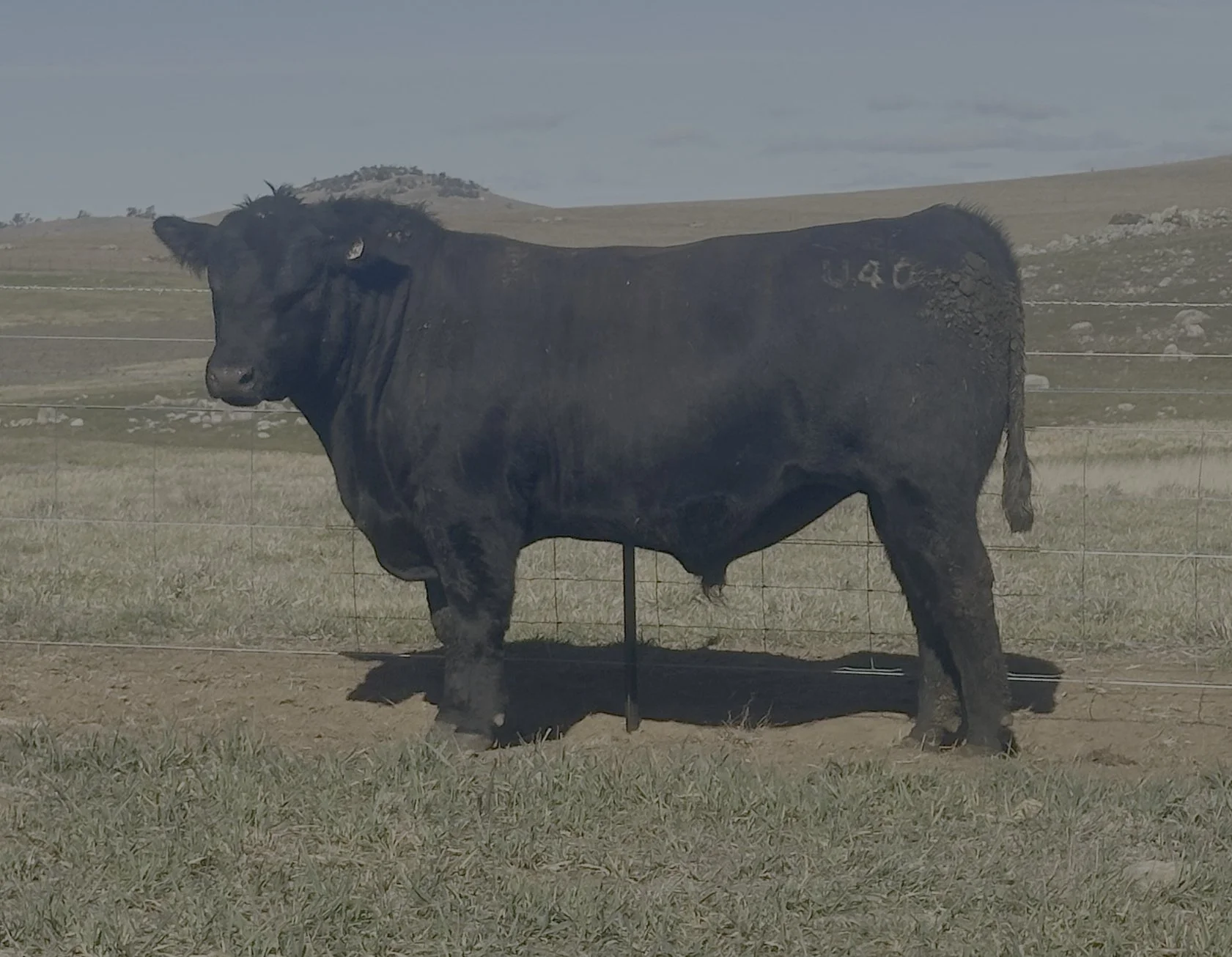 LOT 28 - NRO23U40 ROSSKIN DIGNITY U40