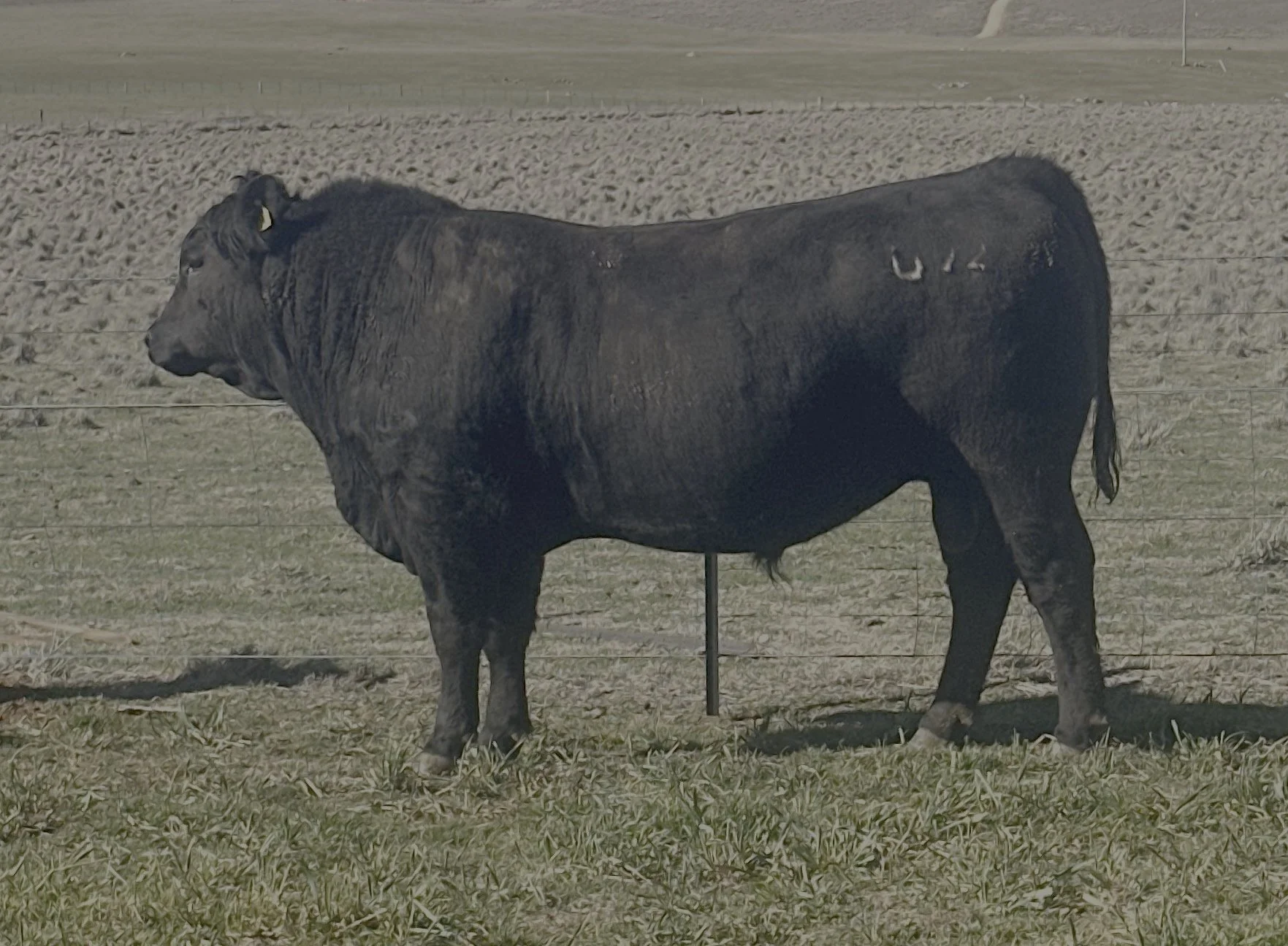 LOT 33 - NRO23U92 ROSSKIN HECTOR U92