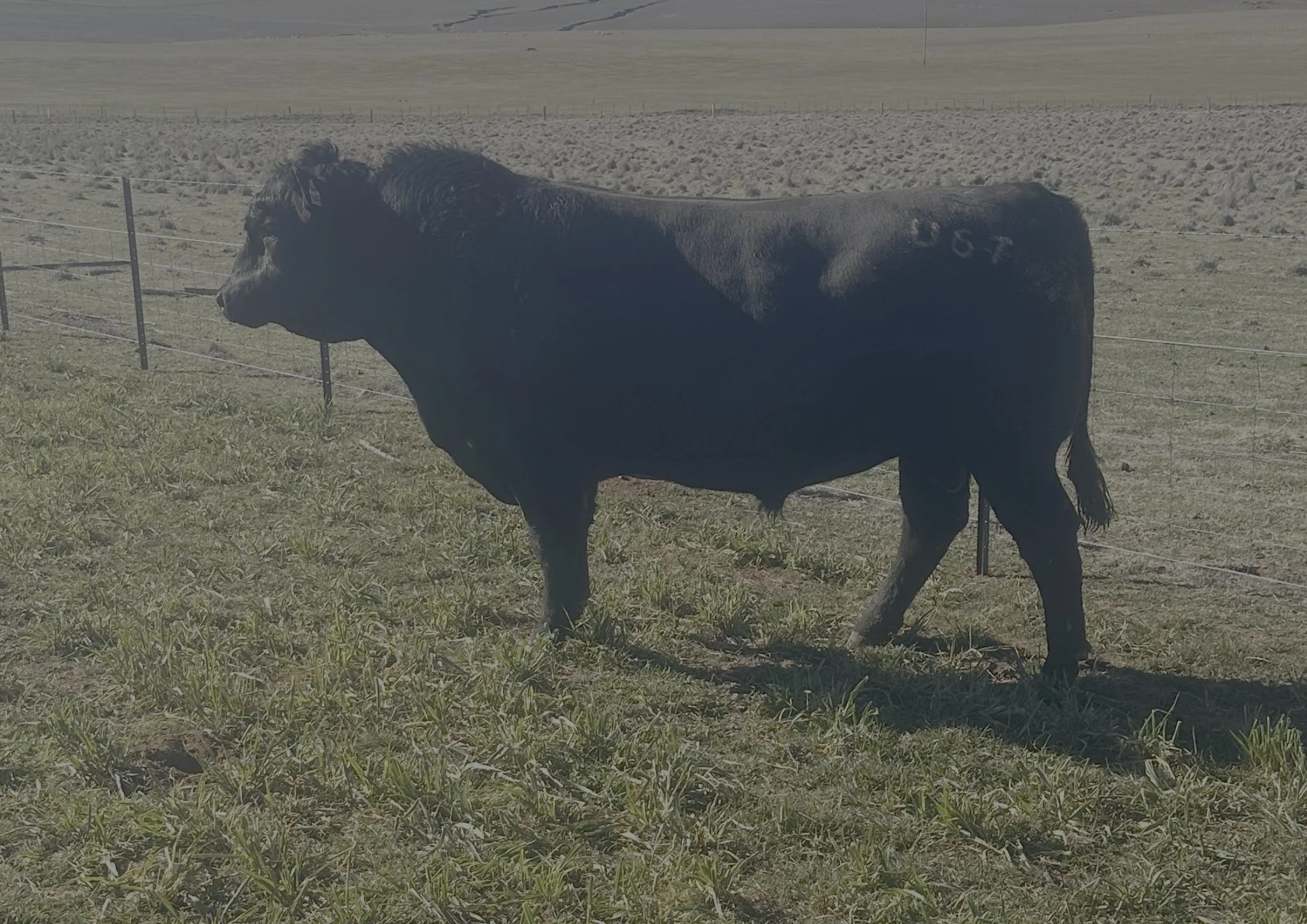 LOT 34 - NRO23U67 ROSSKIN DIGNITY U67 (APR)