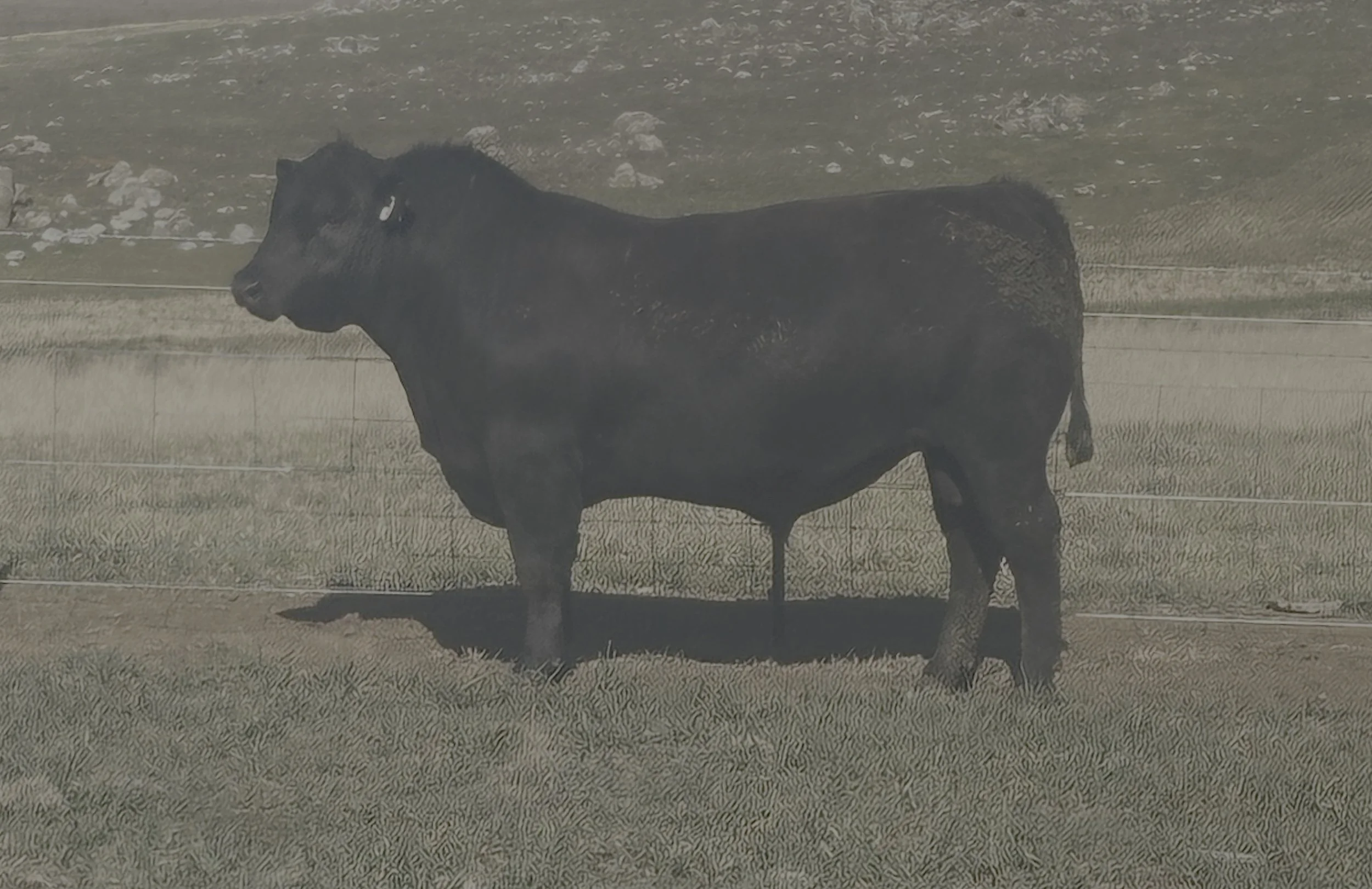 LOT 35 - NRO23U47 ROSSKIN STELLAR U47