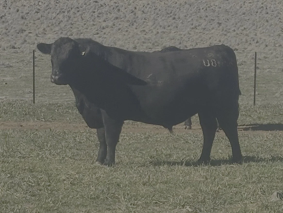 LOT 39 - HECTOR U88 (Commercial)