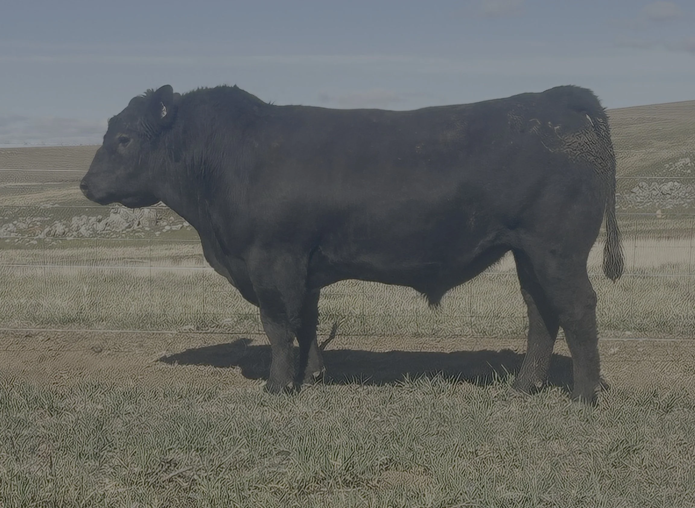 LOT 40 - NRO23U29 ROSSKIN DIGNITY U29 (ET)