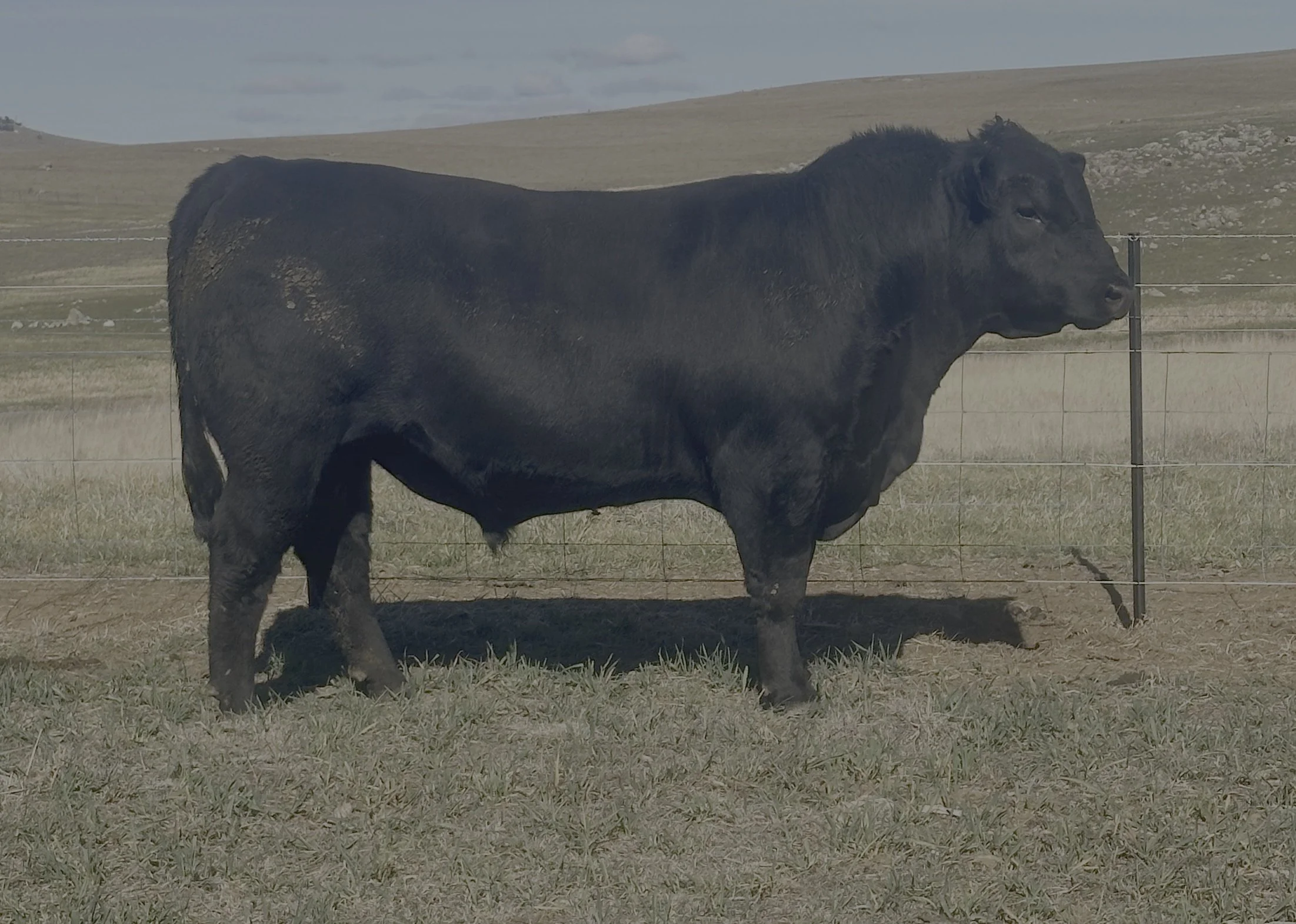 LOT 41 - NRO23U41 ROSSKIN DIGNITY U41 (ET) 