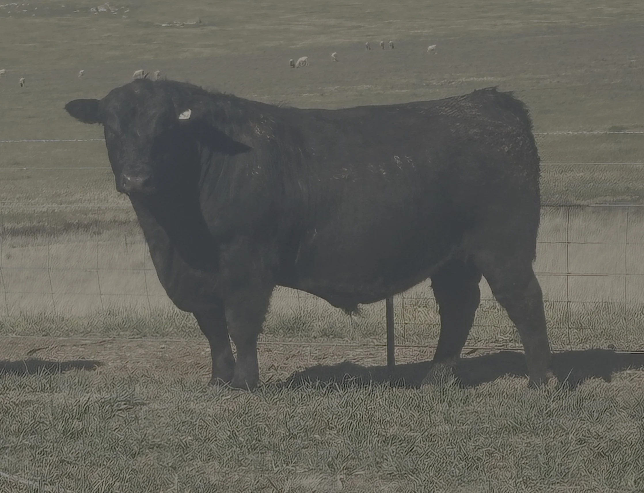 LOT 42 - NRO23U82 ROSSKIN STELLAR U82 (APR) 