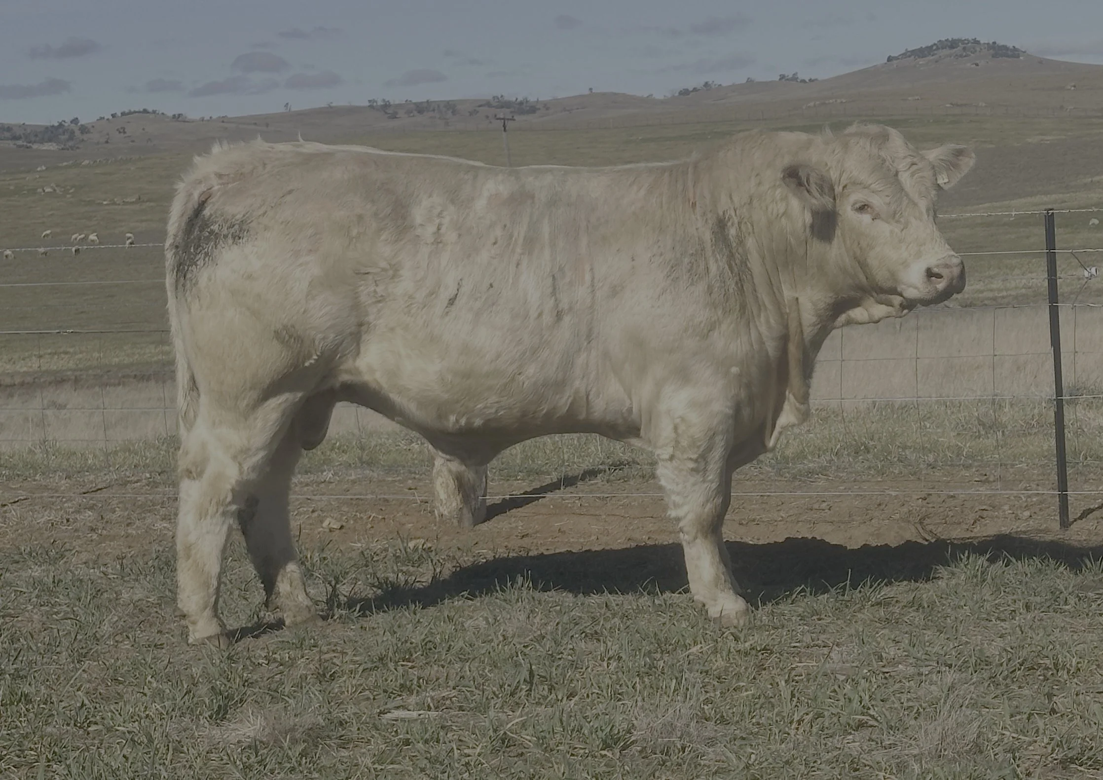 LOT 43  - HALLMARK U84E (Commercial Bull)