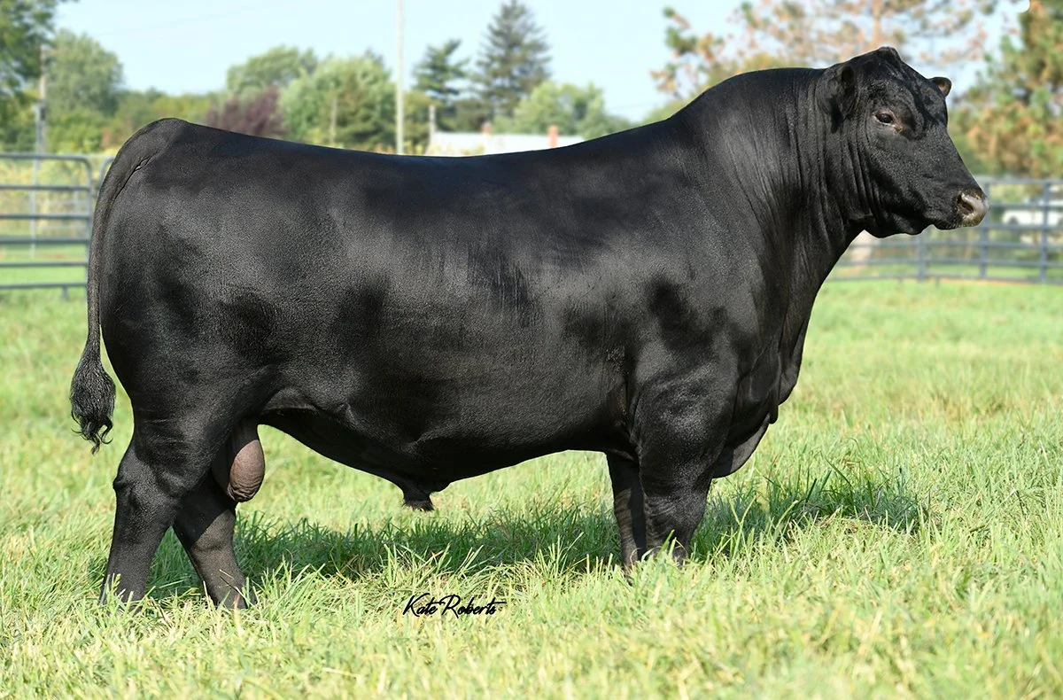 SIRE - USA20132505 - CONNEALY CRAFTSMAN