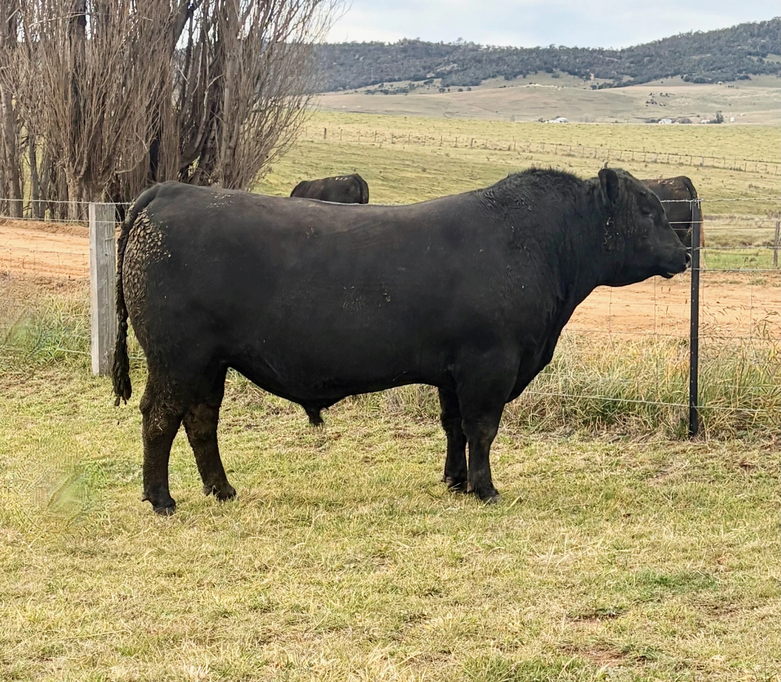 LOT 4 - NRO24V19 ROSSKIN NEW GROUND V19