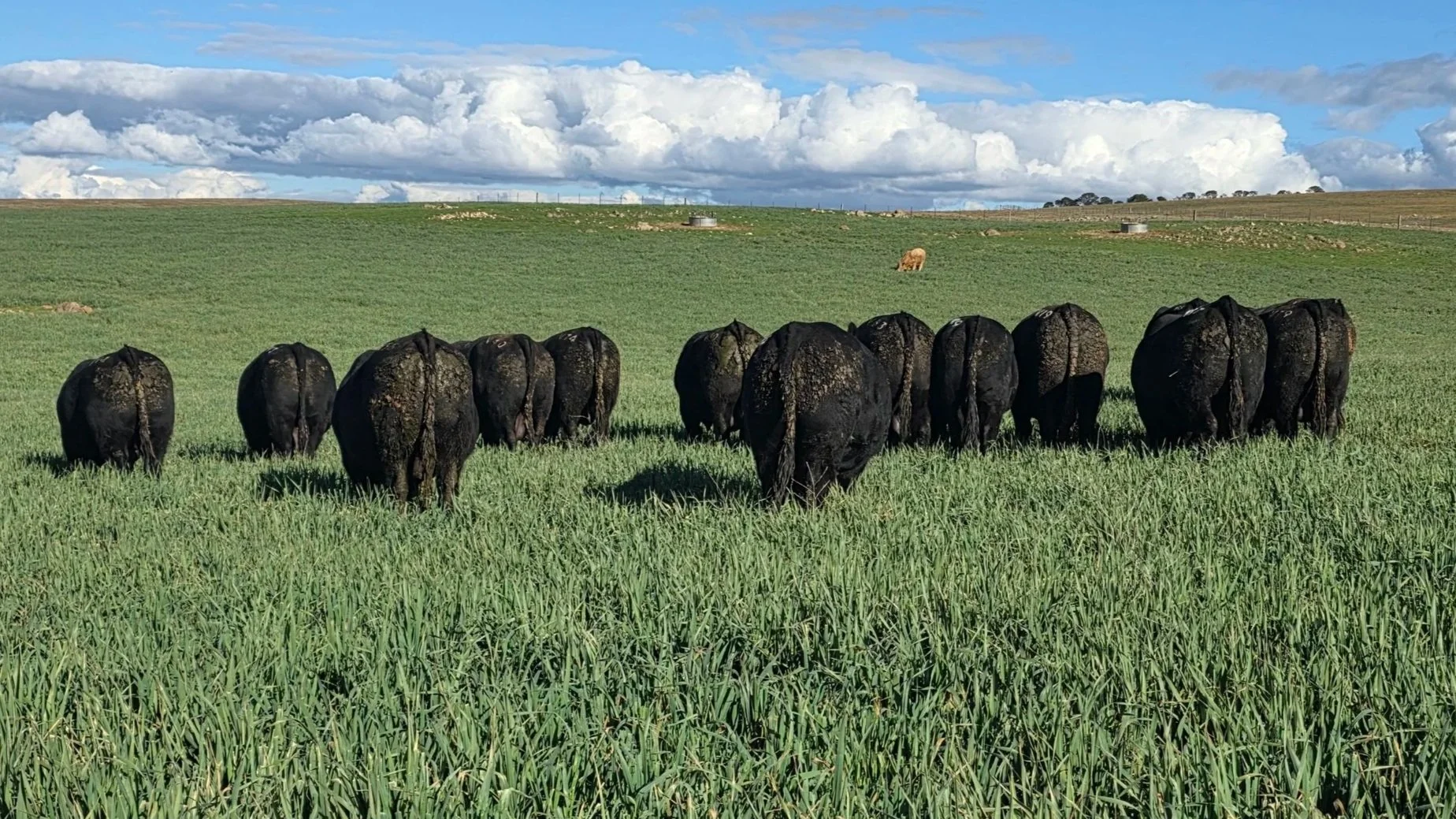 Rosskin Angus Bull Sale