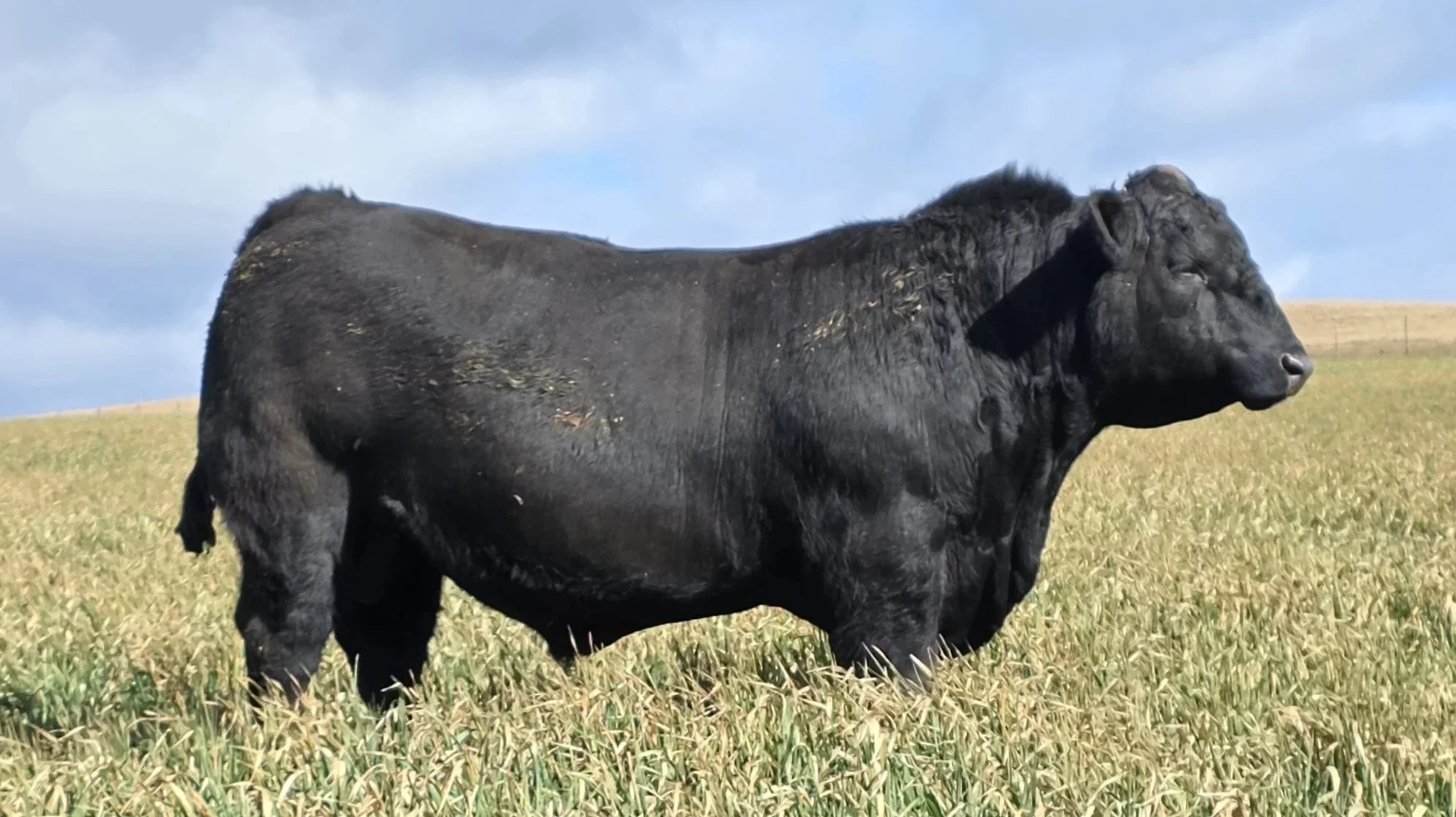 LOT 2 - NRO24V94 ROSSKIN NECTAR V94