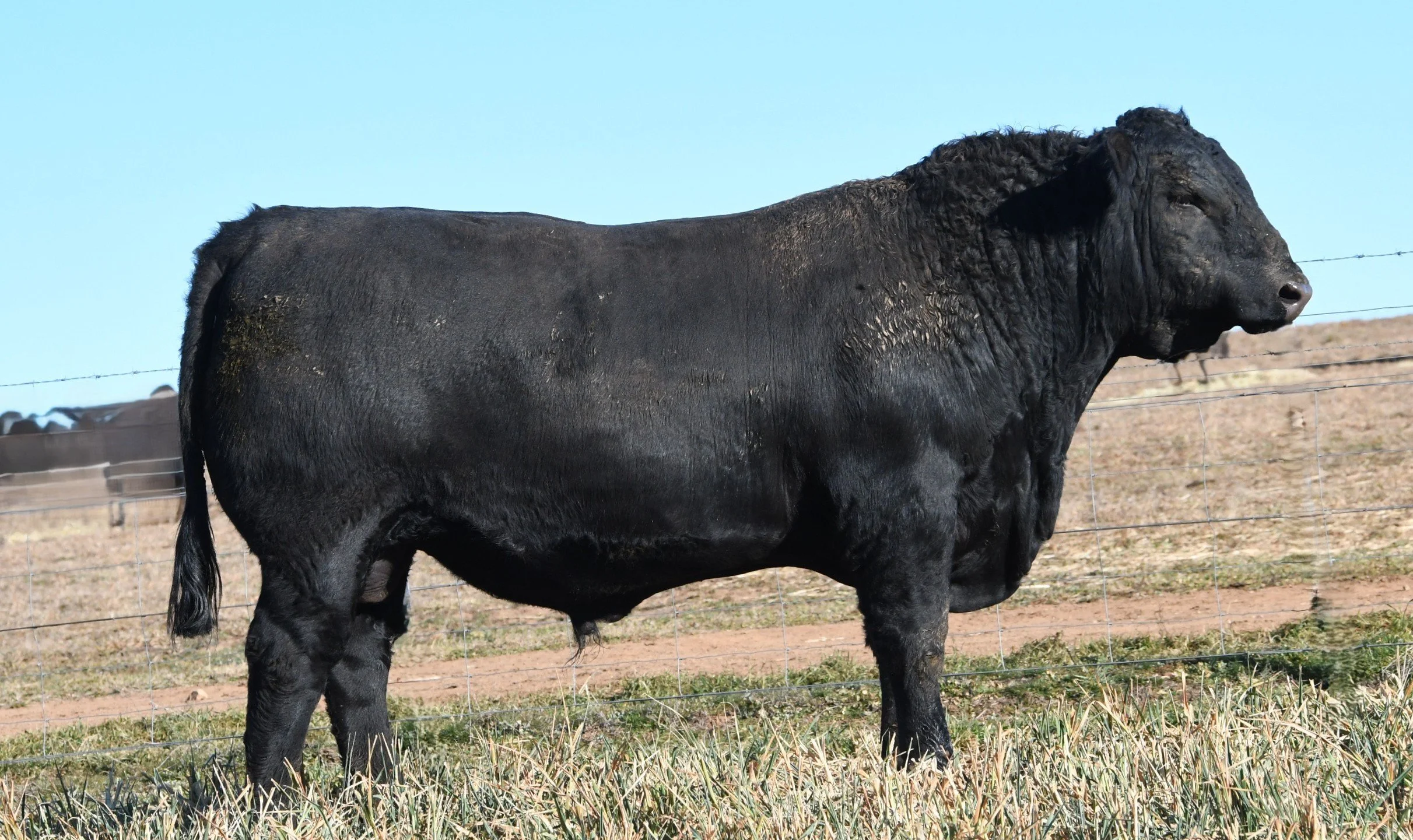 LOT 5 - NRO24V29 ROSSKIN NECTAR V29 (ET)