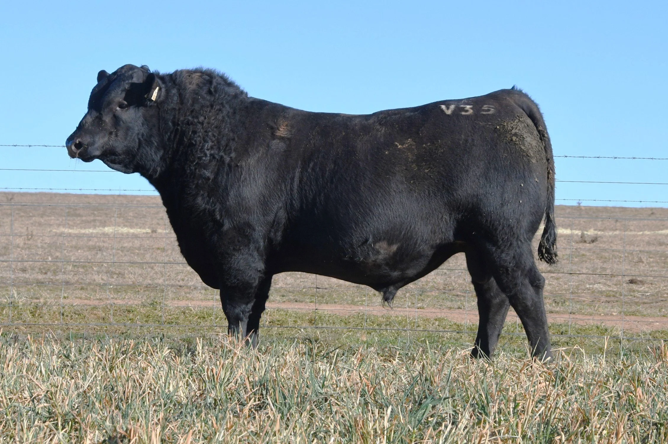 LOT 6 - NRO24V35 ROSSKIN GOALKEEPER V35