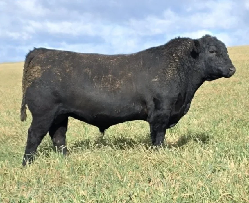 LOT 8 - NRO24V76 ROSSKIN CRAFTSMAN V76
