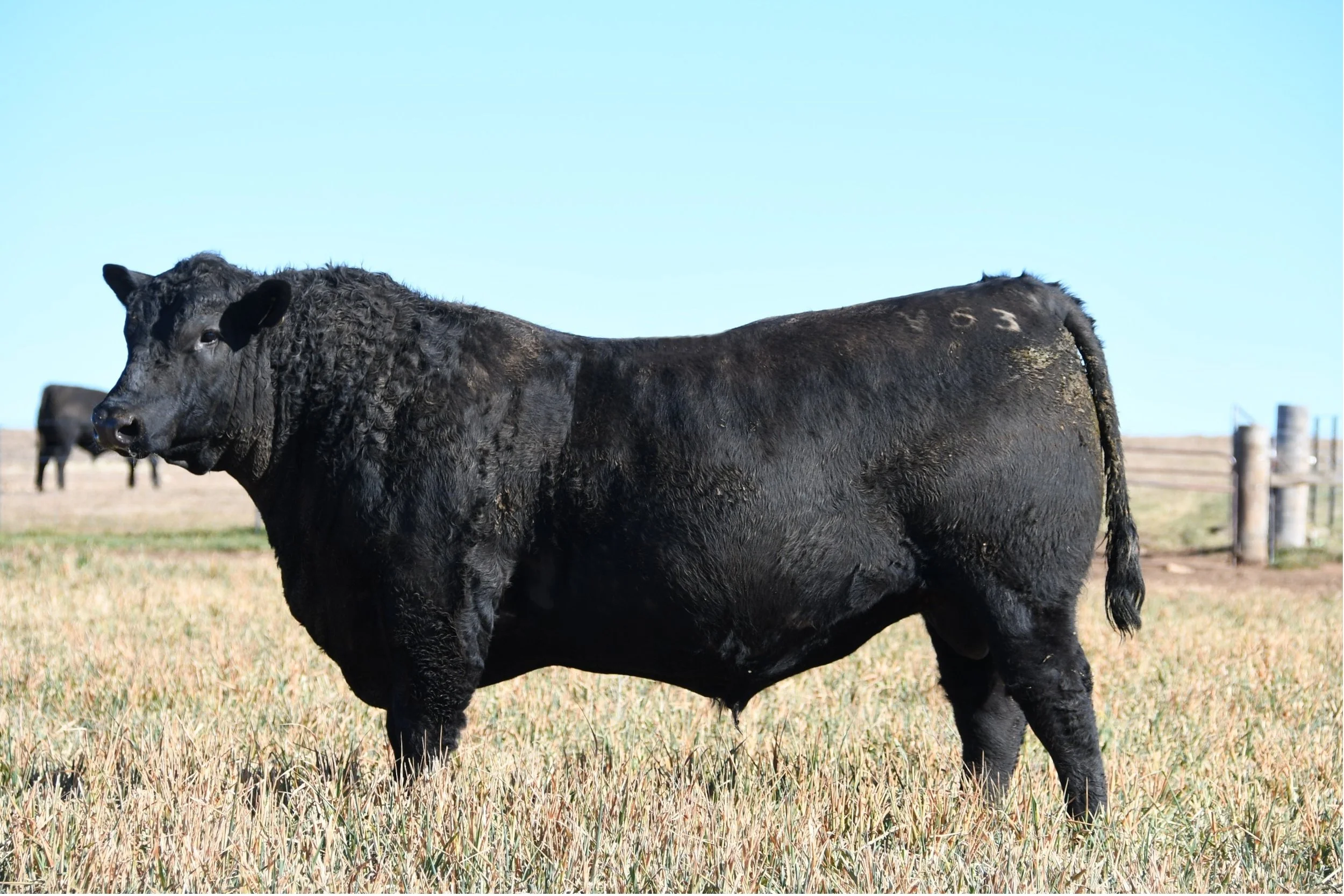 LOT 9 - NRO24V63 ROSSKIN RESILIENT V63 (APR)