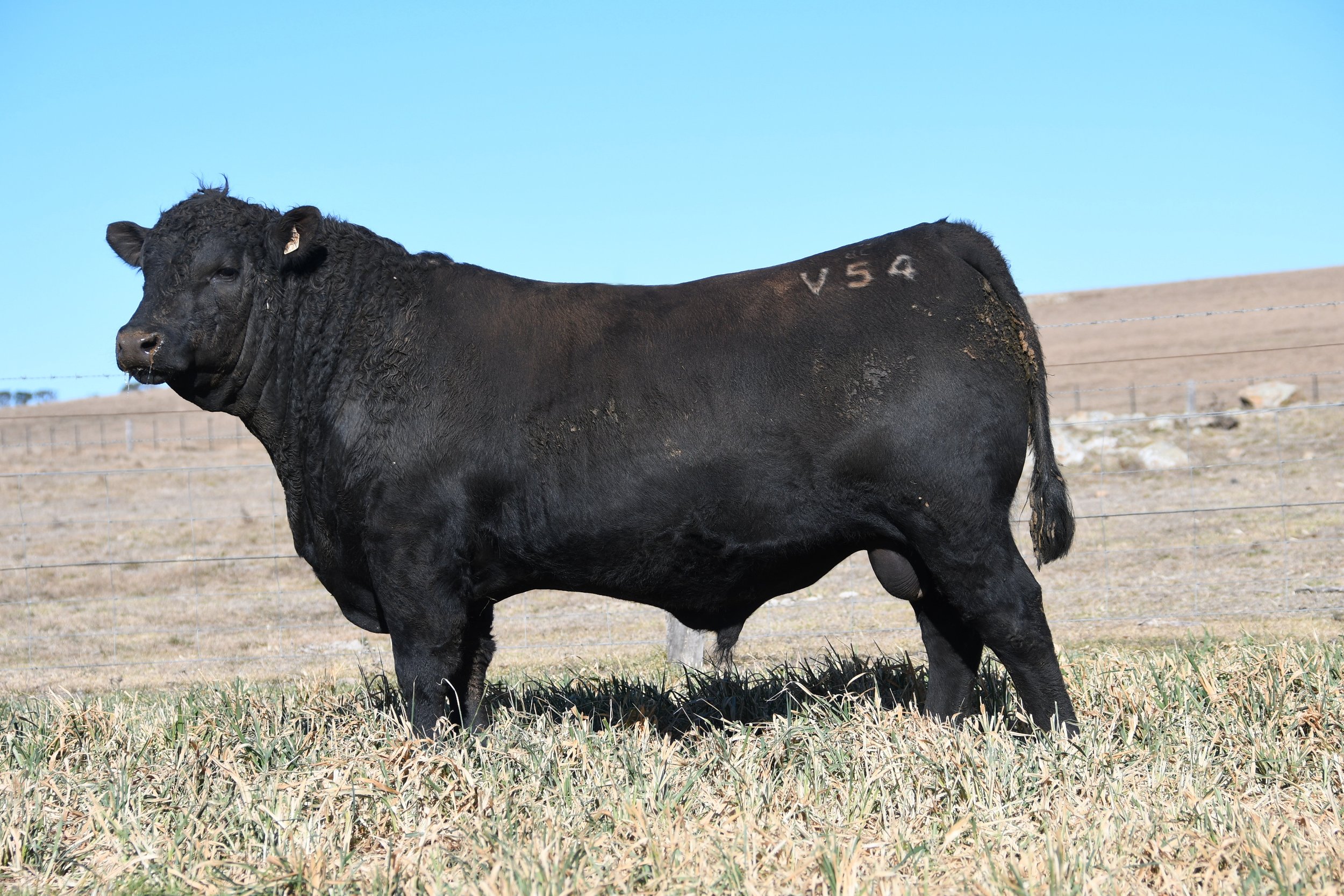 LOT 13 - NRO24V54 ROSSKIN NECTAR V54