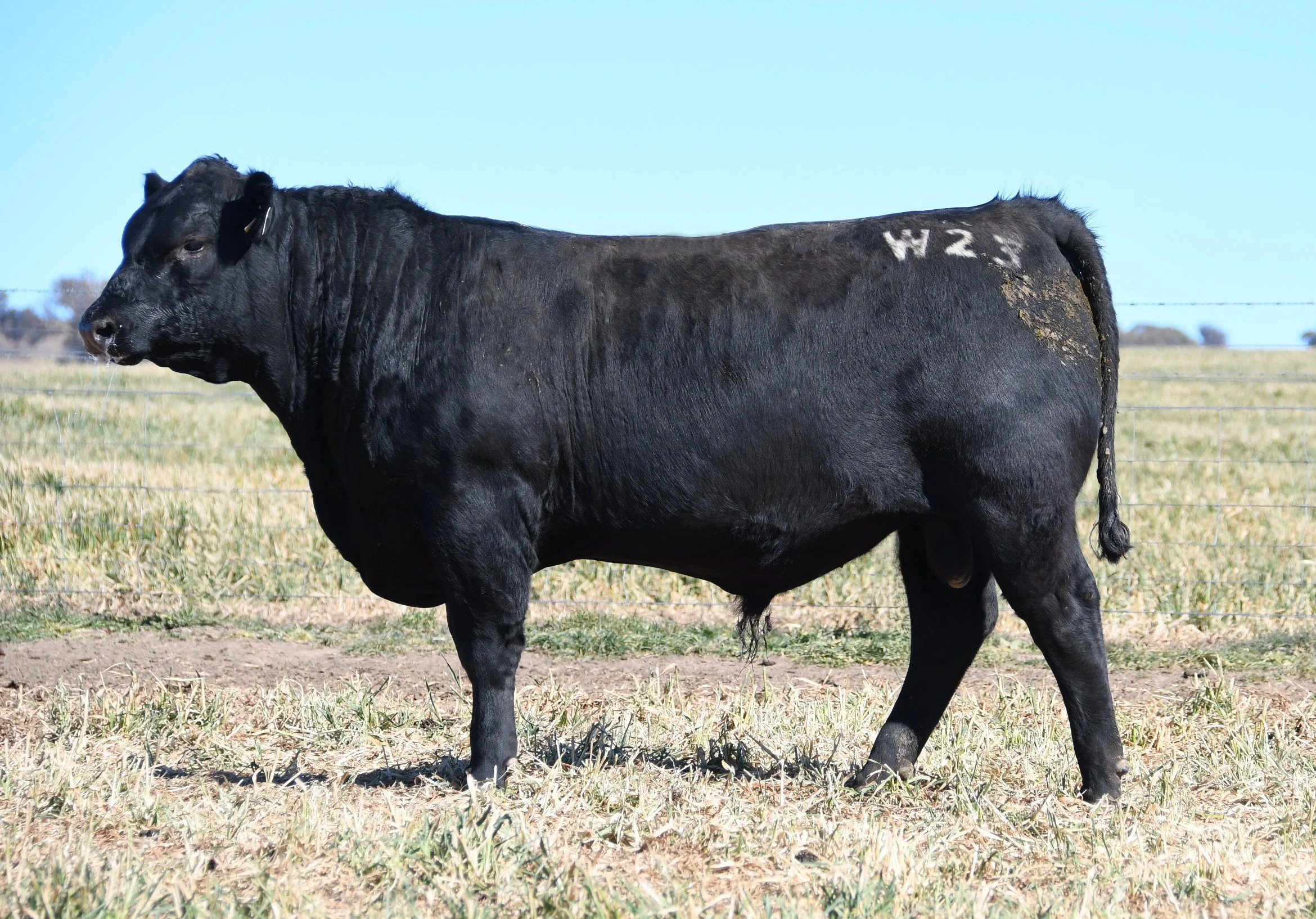 LOT 19 - NRO25W23 ROSSKIN NEW GROUND W23