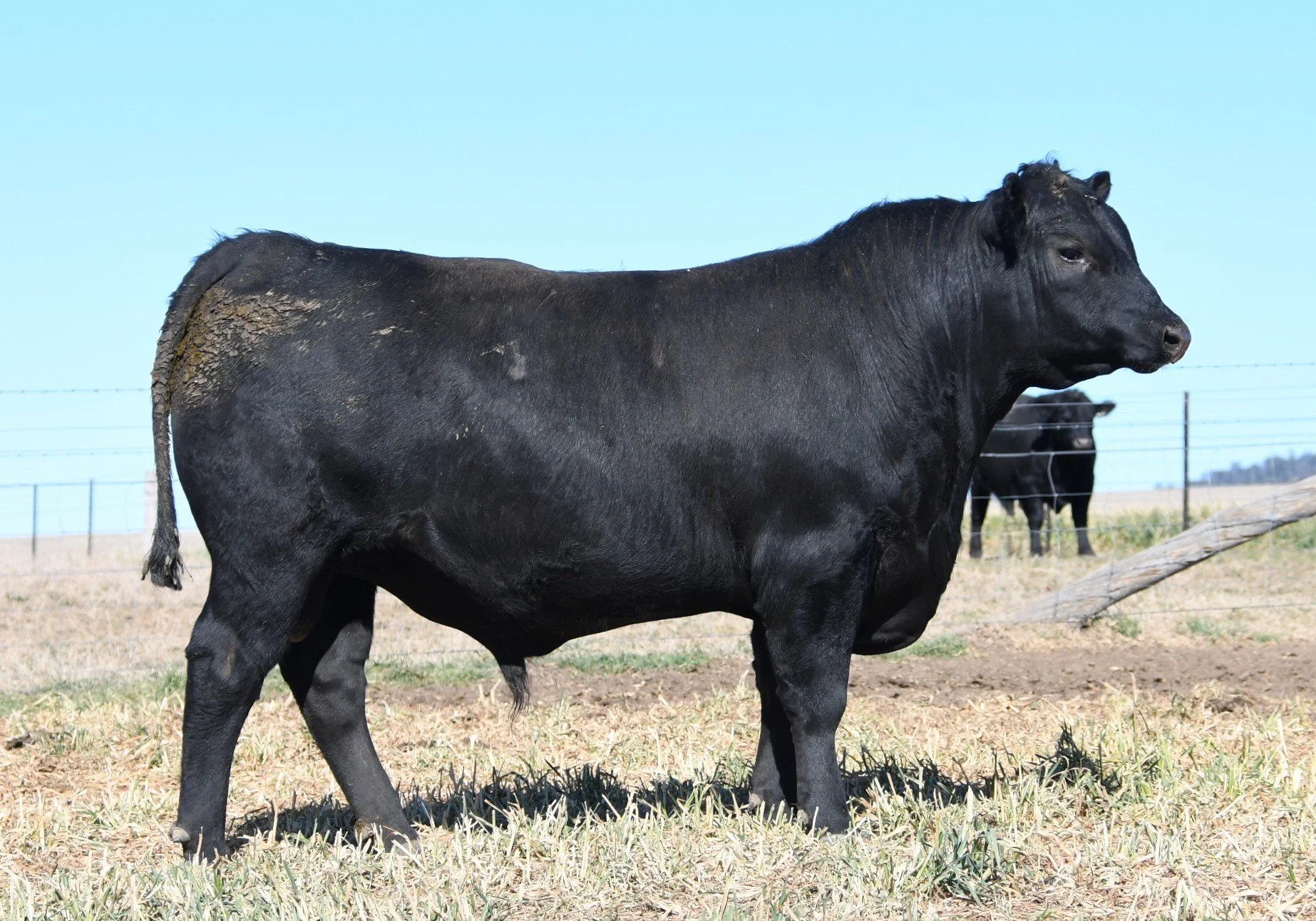 LOT 20 - NRO25W05 ROSSKIN NEW GROUND W05