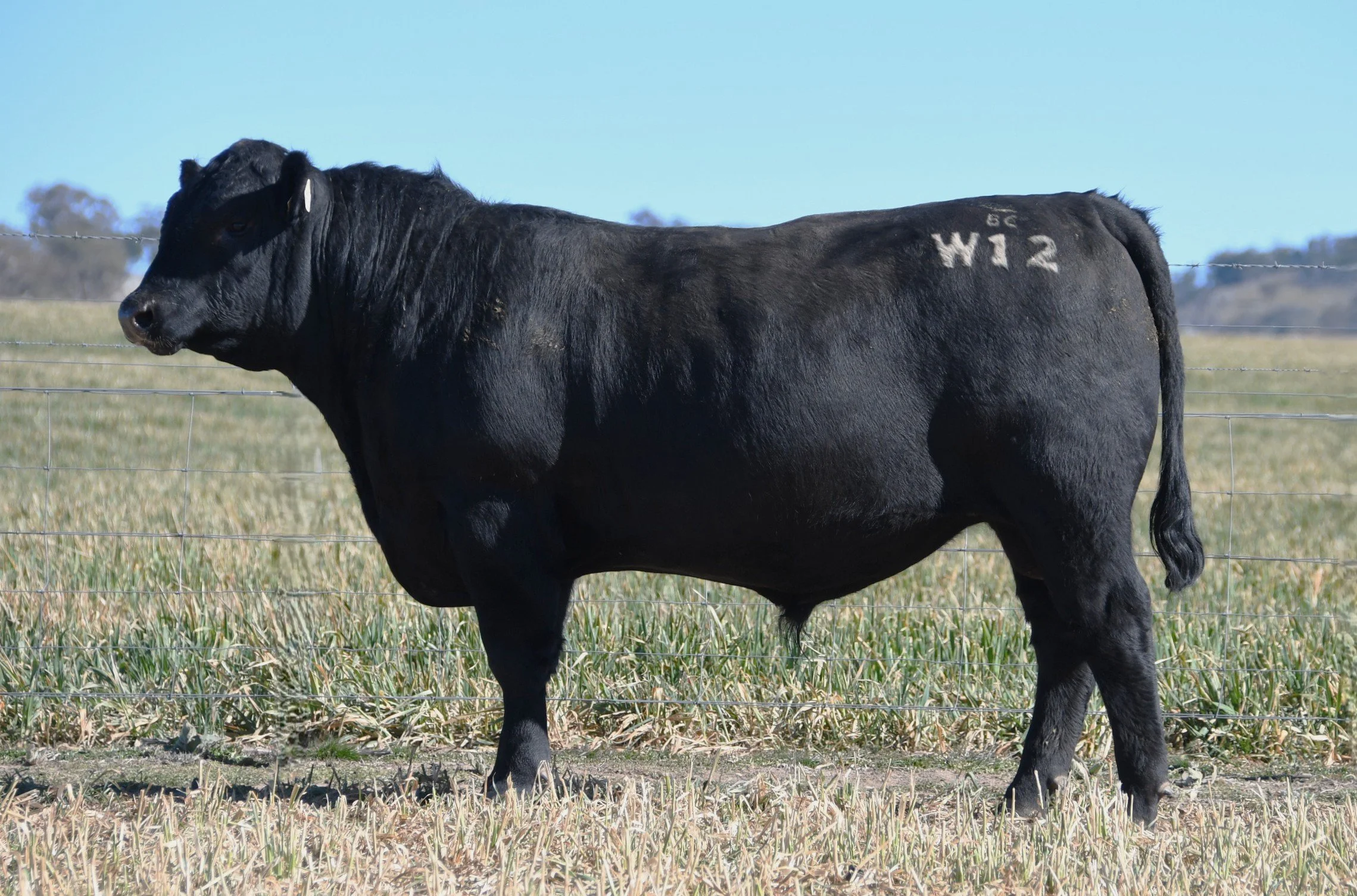 LOT 22 - NRO25W12 ROSSKIN NEW GROUND W12