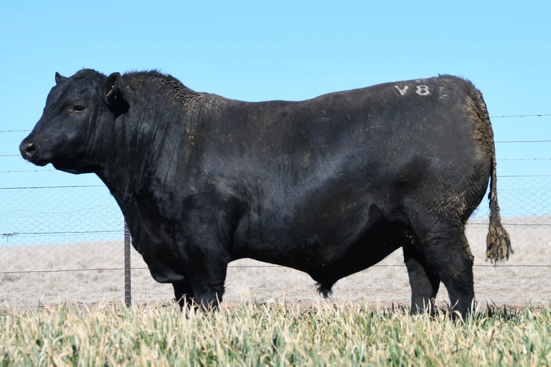 LOT 26 - NRO24V88 ROSSKIN RESILIENT V88 (APR)