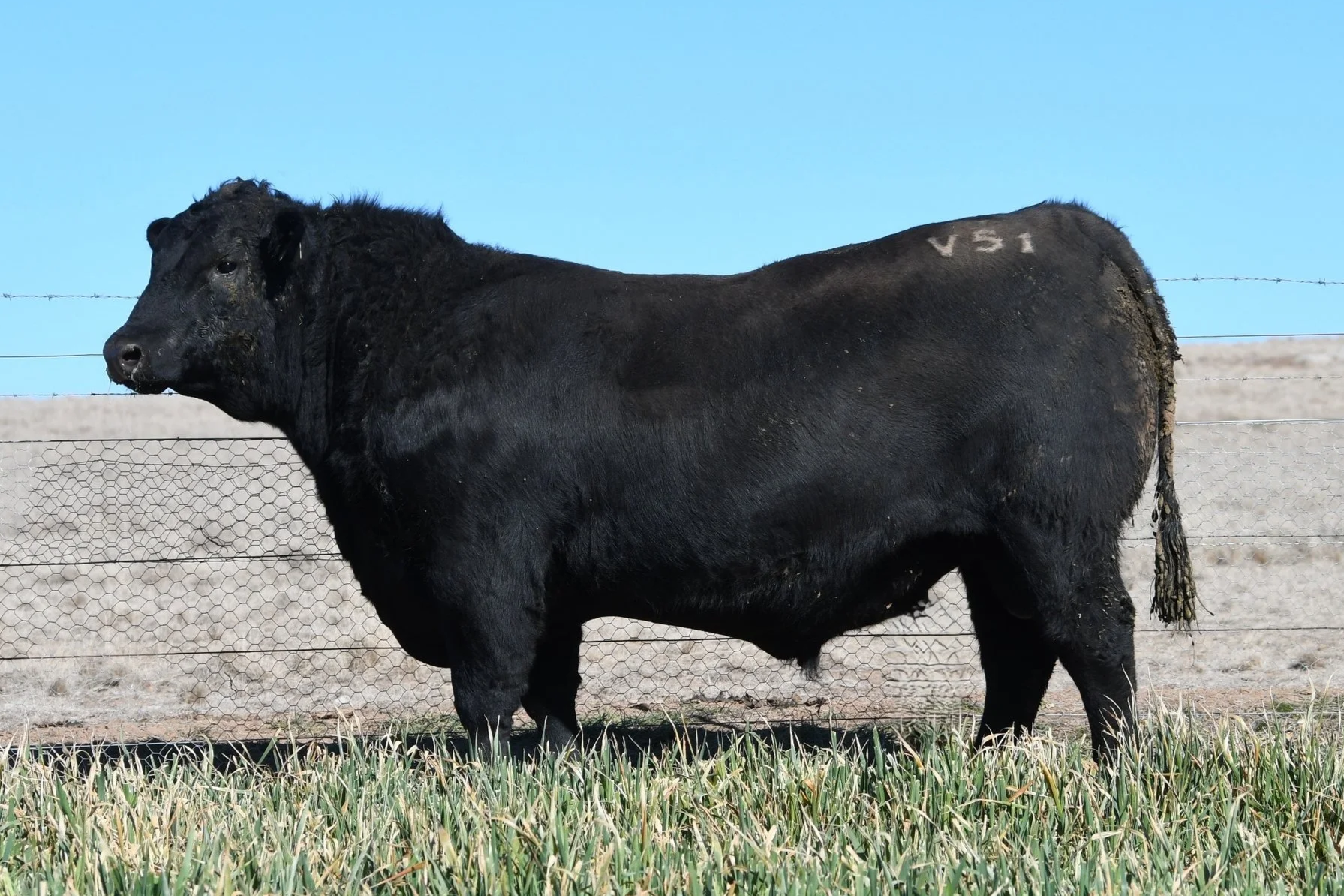 LOT 27 - NRO24V51 ROSSKIN NECTAR V51 (APR)