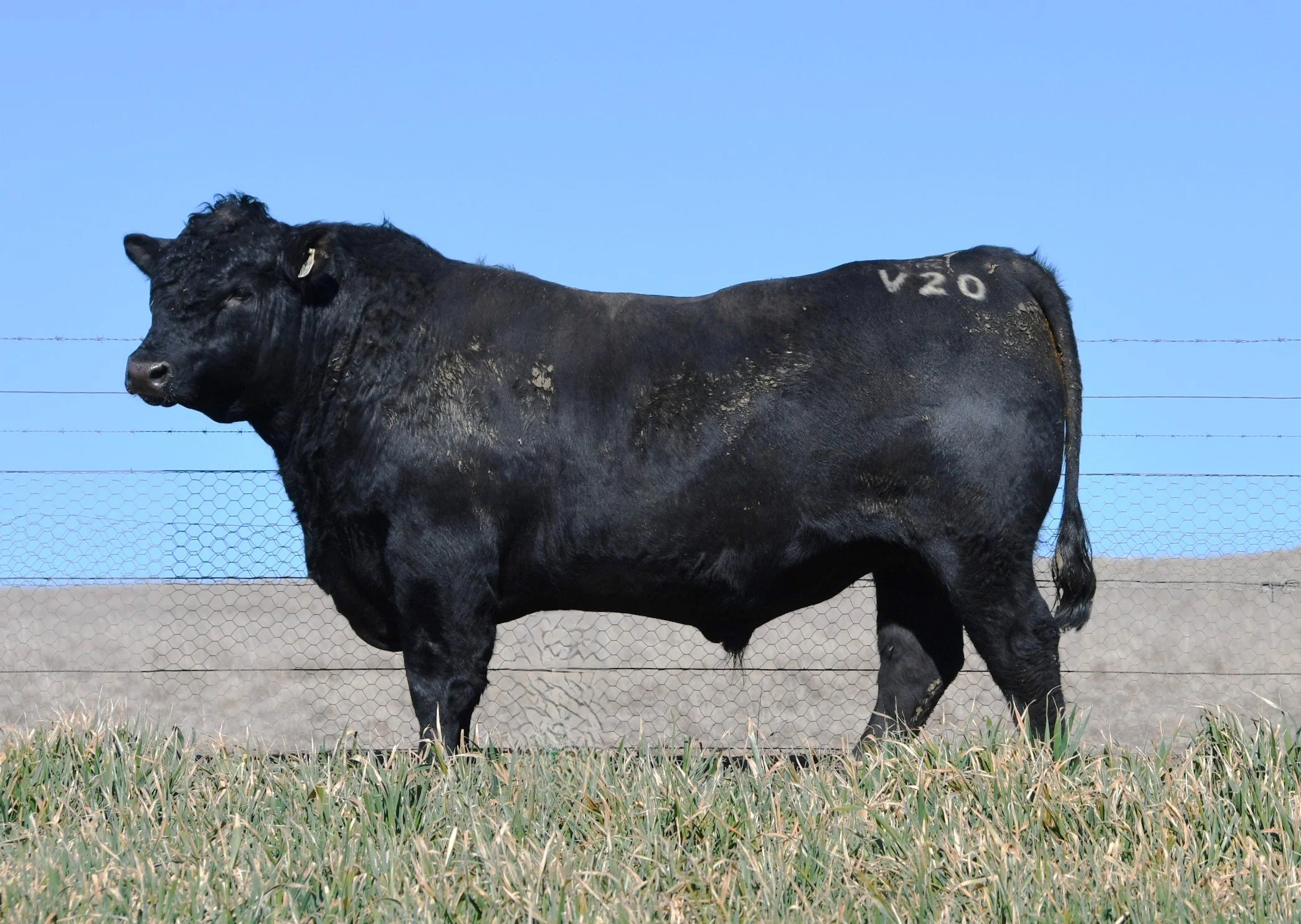 LOT 29 - NRO24V20 ROSSKIN NEW GROUND V20 (ET)