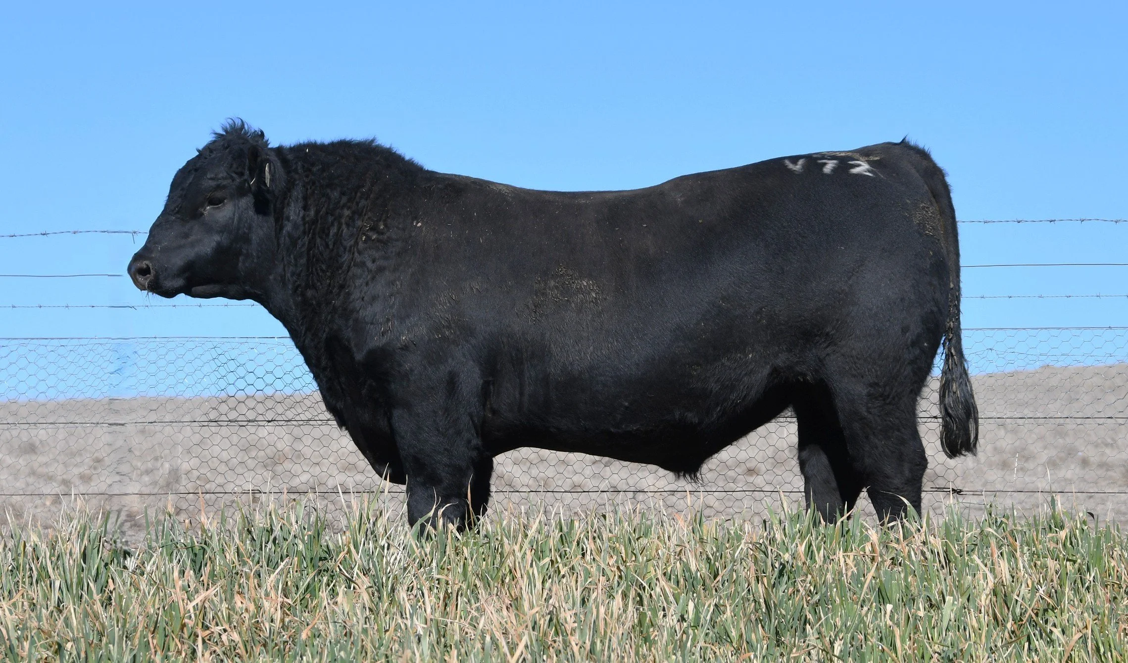 LOT 28 - NRO24V72 ROSSKIN GOALKEEPER V72