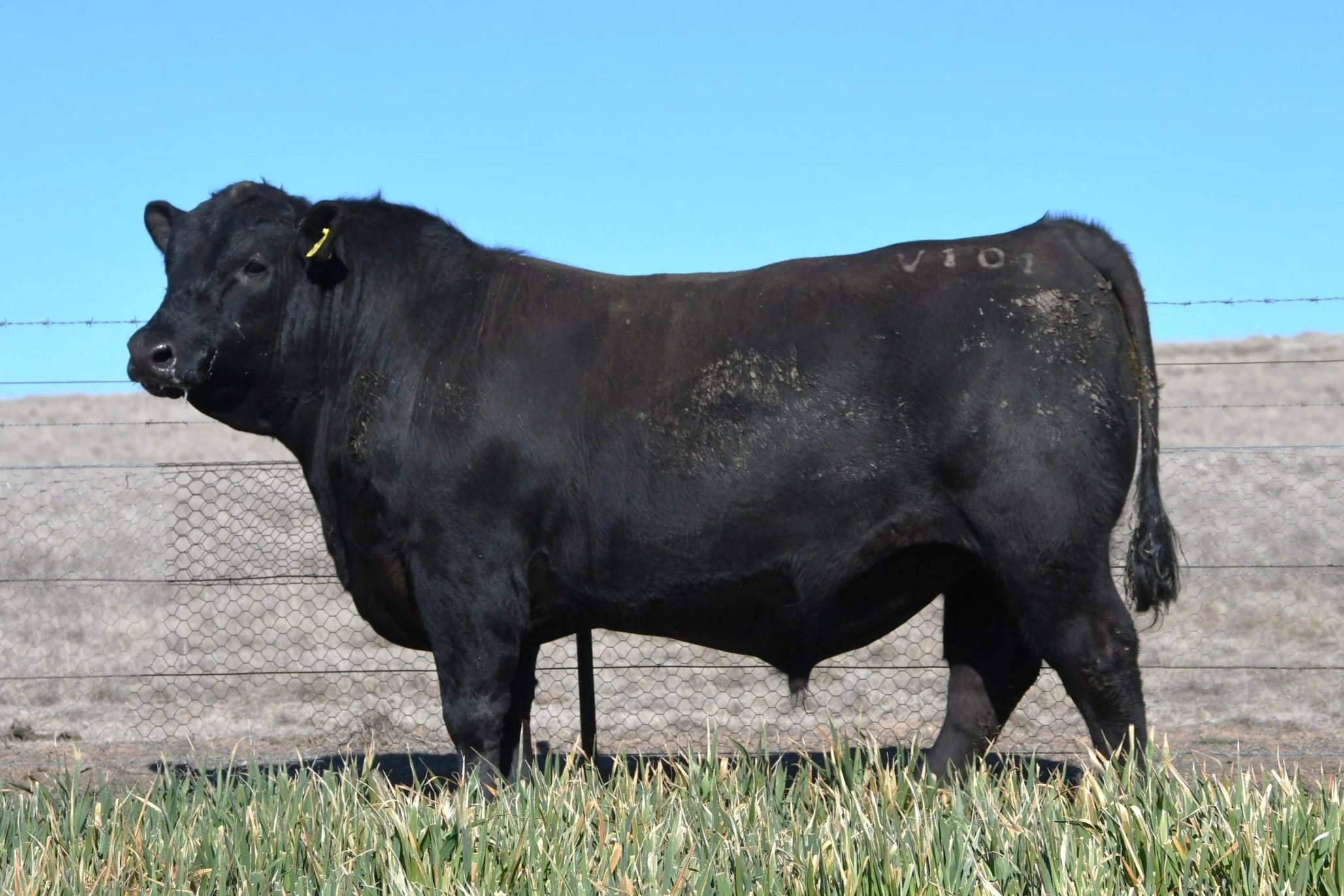 LOT 36 - NRO24V101 ROSSKIN POWERPOINT V101