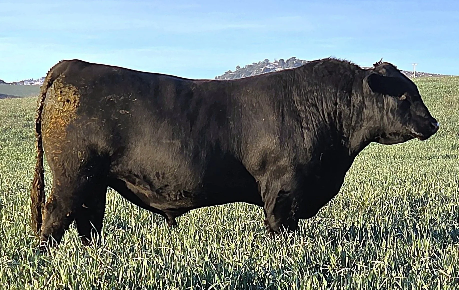 LOT 4 - NRO24V19 ROSSKIN NEW GROUND V19