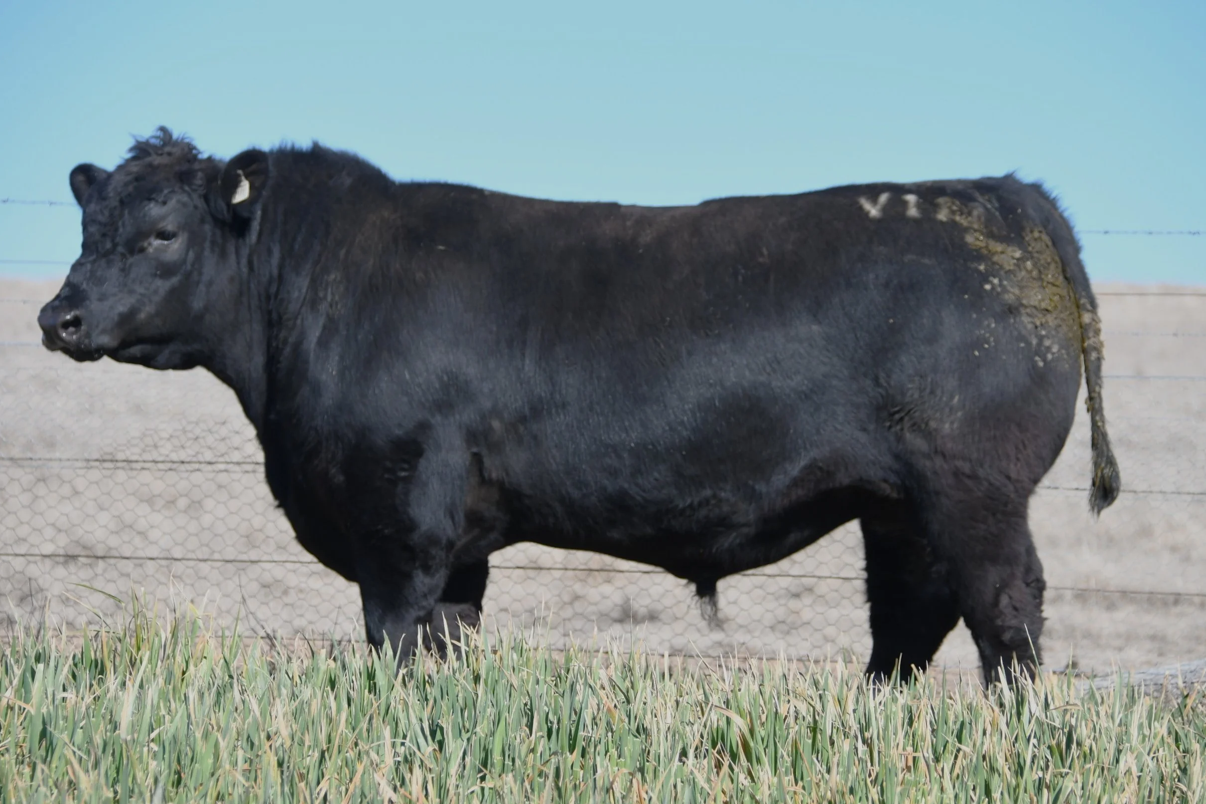 LOT 31 - NRO24V111 ROSSKIN RECTOR V111