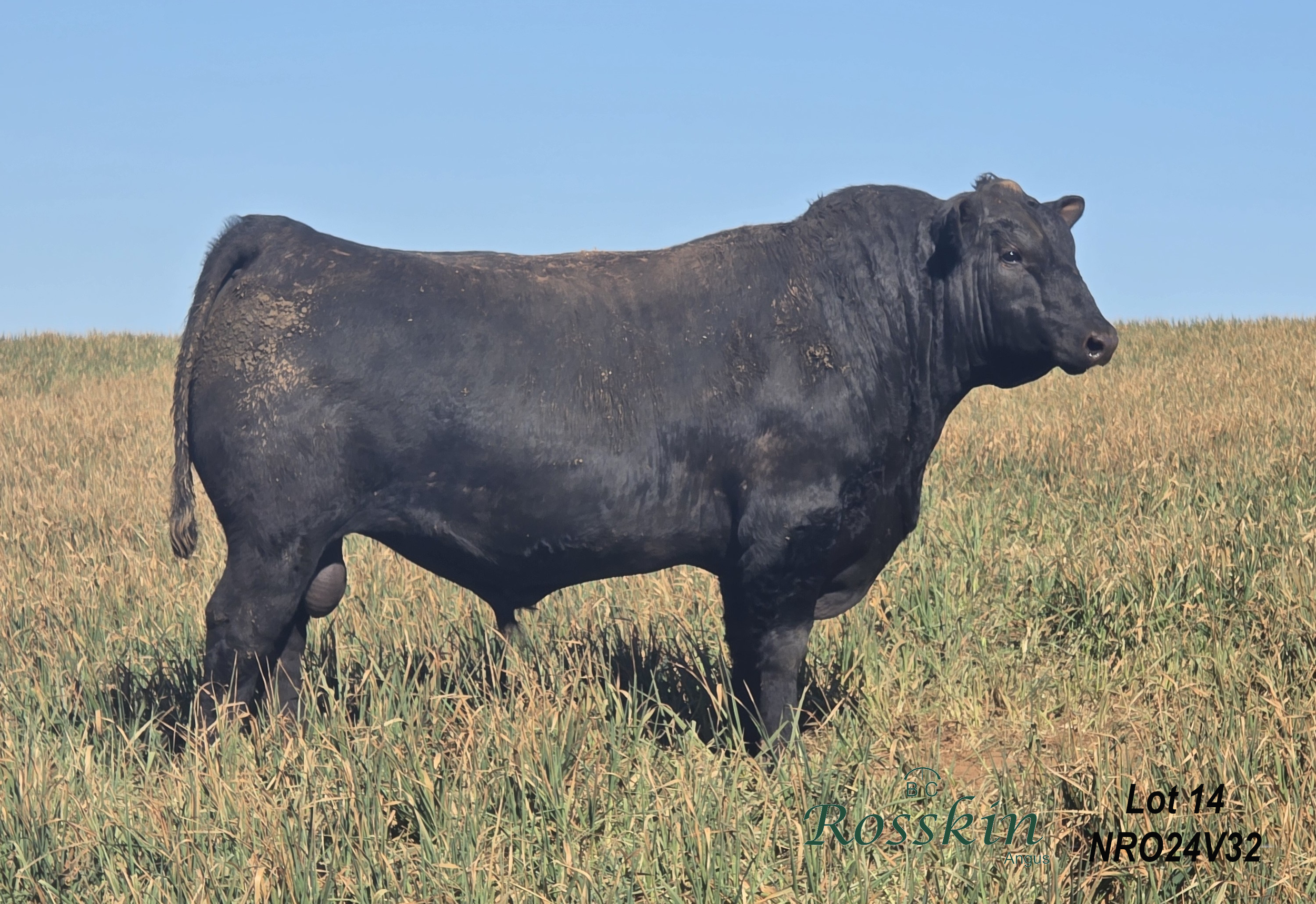 LOT 14 - NRO24V32 ROSSKIN RESILIENT V32