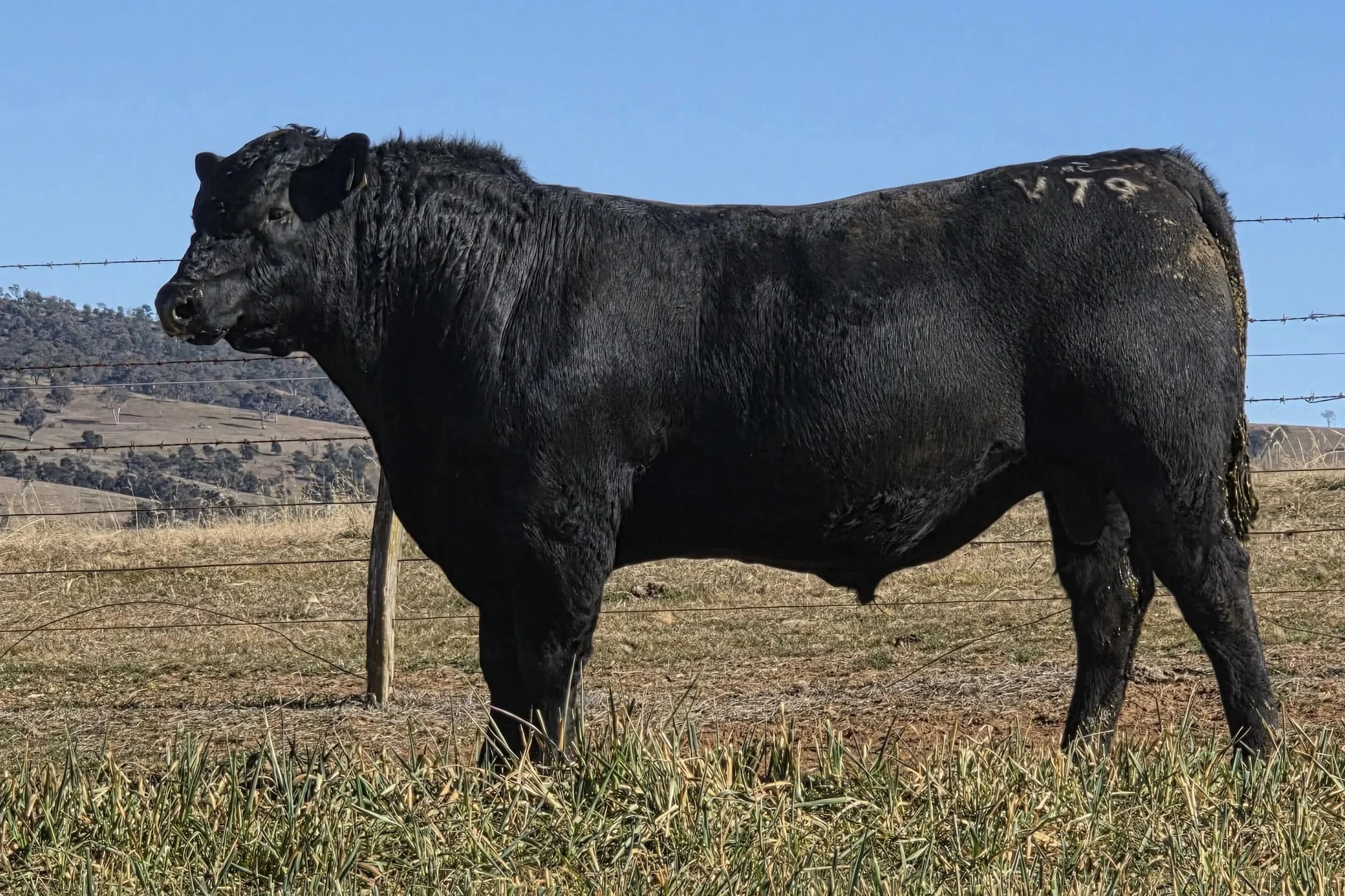 LOT 7 - NRO24V79 ROSSKIN CRAFTSMAN V79 (APR)