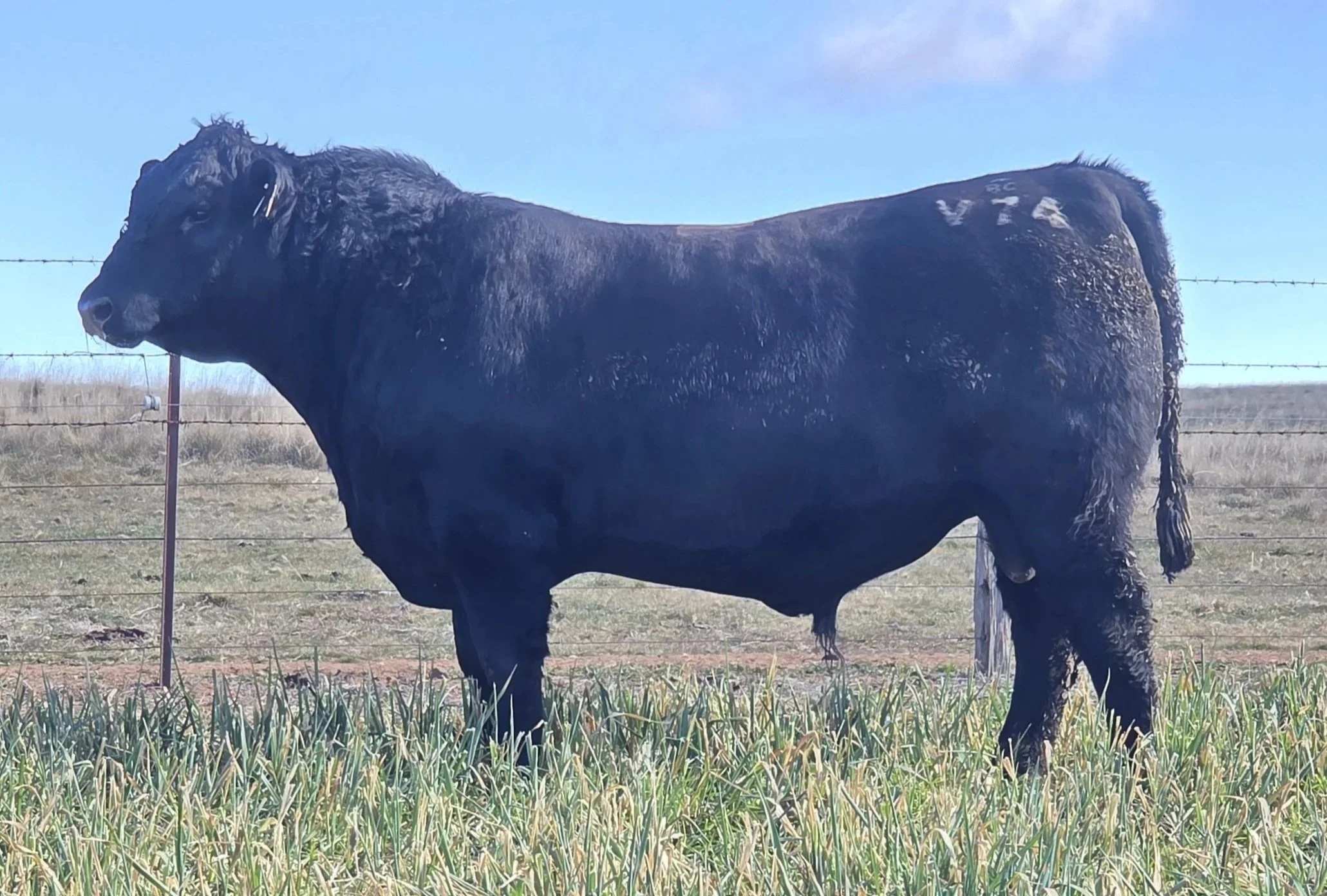 LOT 10 - NRO24V74 ROSSKIN NECTAR V74