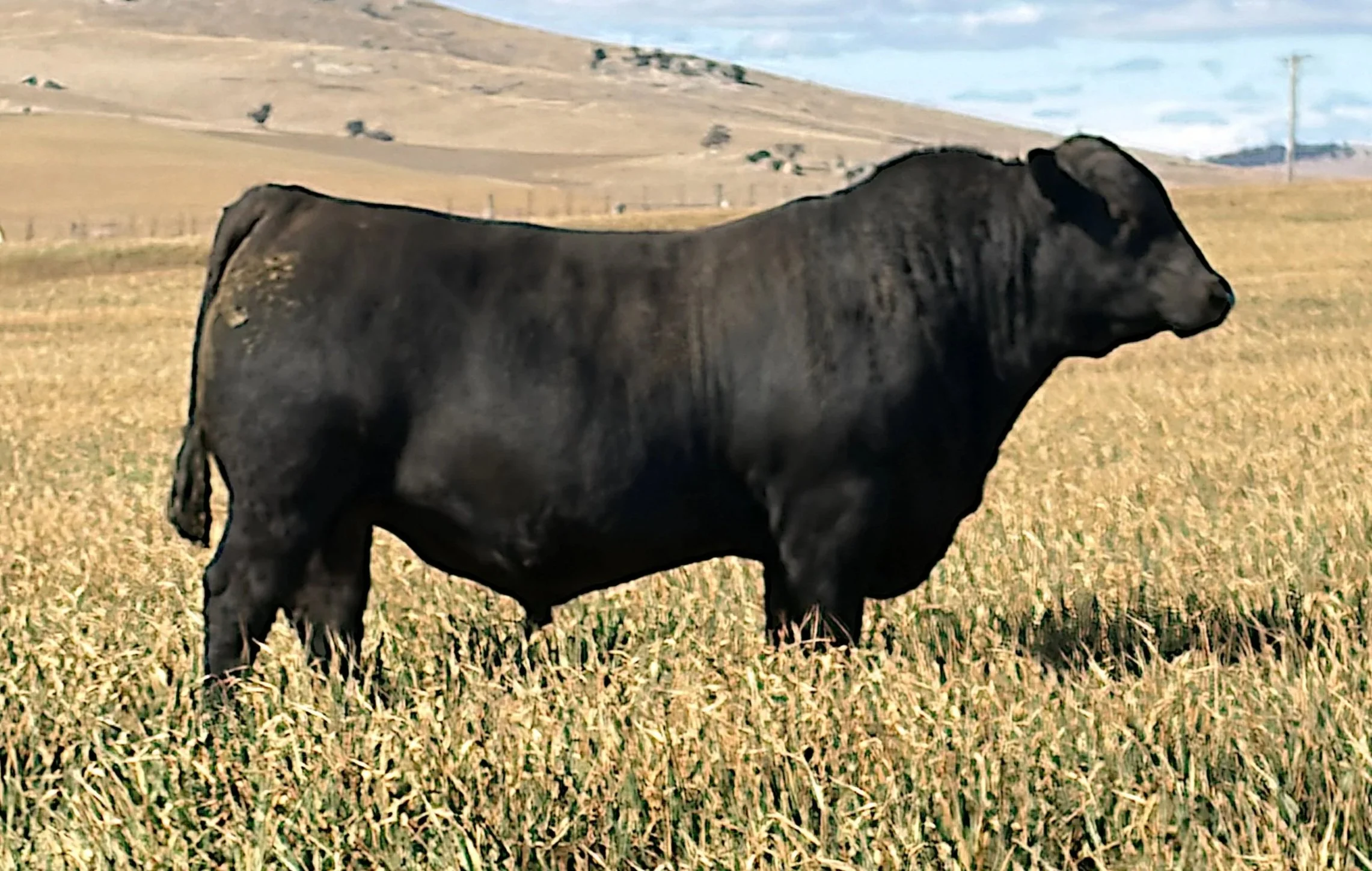 LOT 11 - NRO24V87 ROSSKIN CRAFTSMAN V87