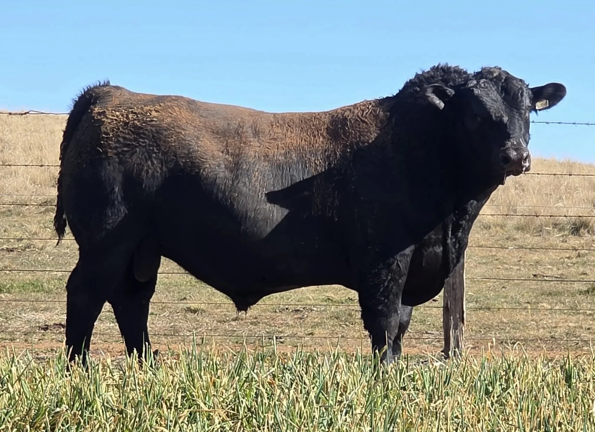 LOT 15 - NRO24V81 ROSSKIN GOALKEEPER V81