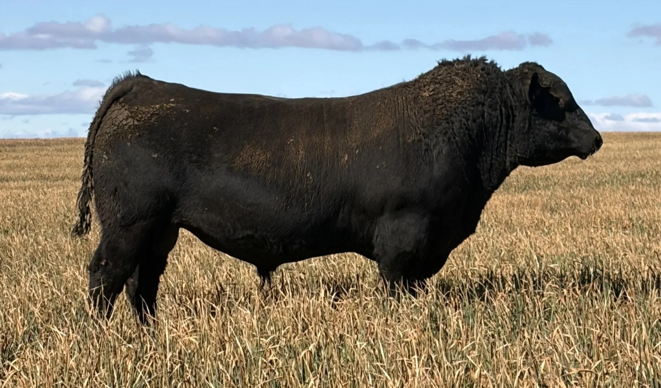 LOT 17 - NRO24V56 ROSSKIN RESILIENT V56