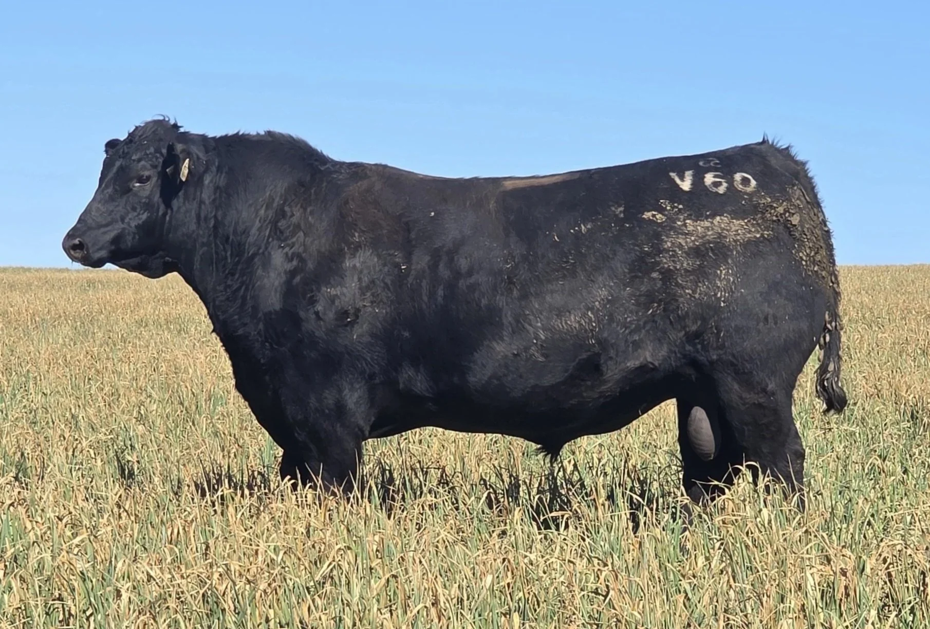 LOT 16 - NRO24V60 ROSSKIN RESILIENT V60