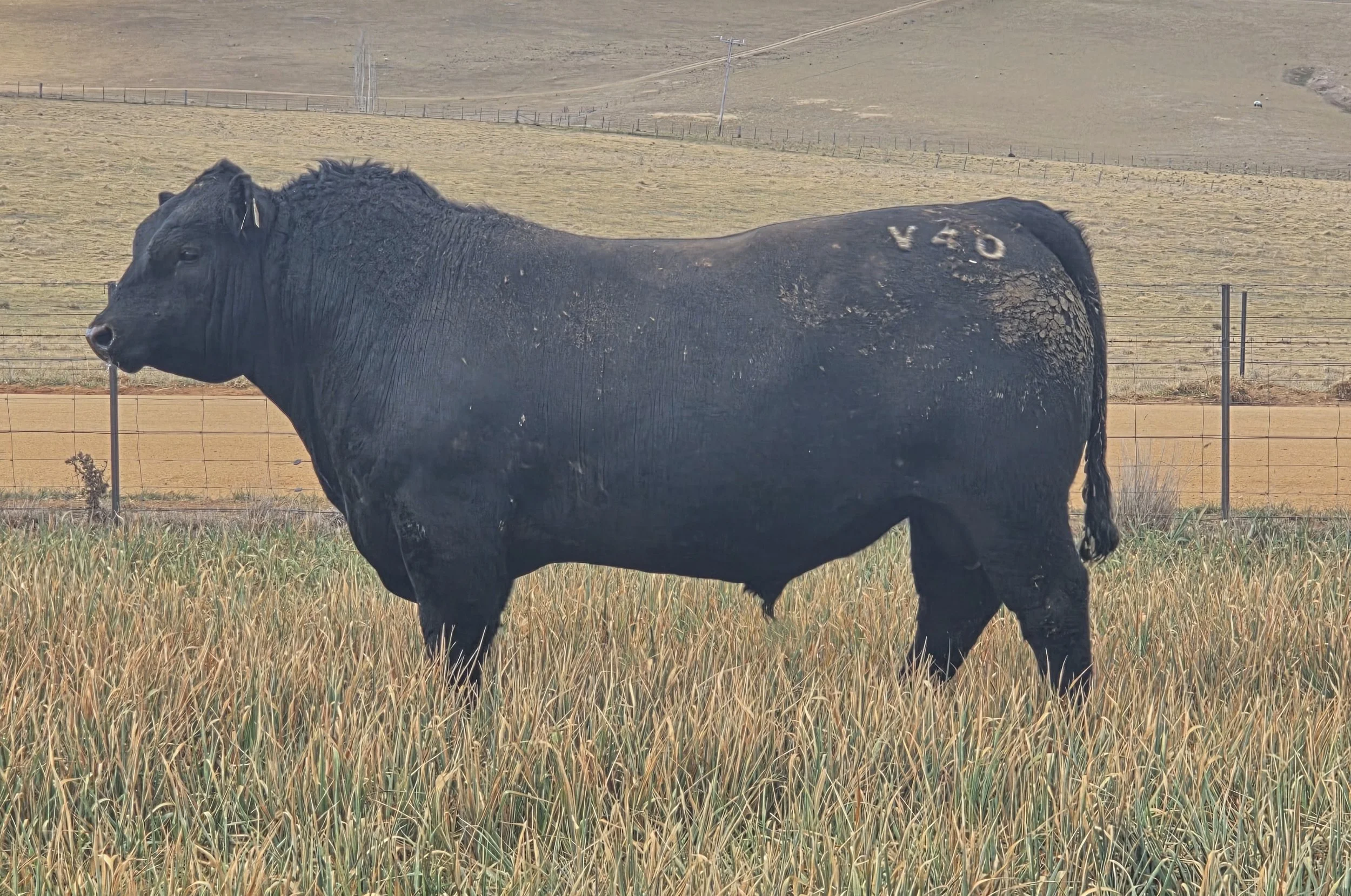 LOT 18 - NRO24V40 ROSSKIN NEW GROUND V40