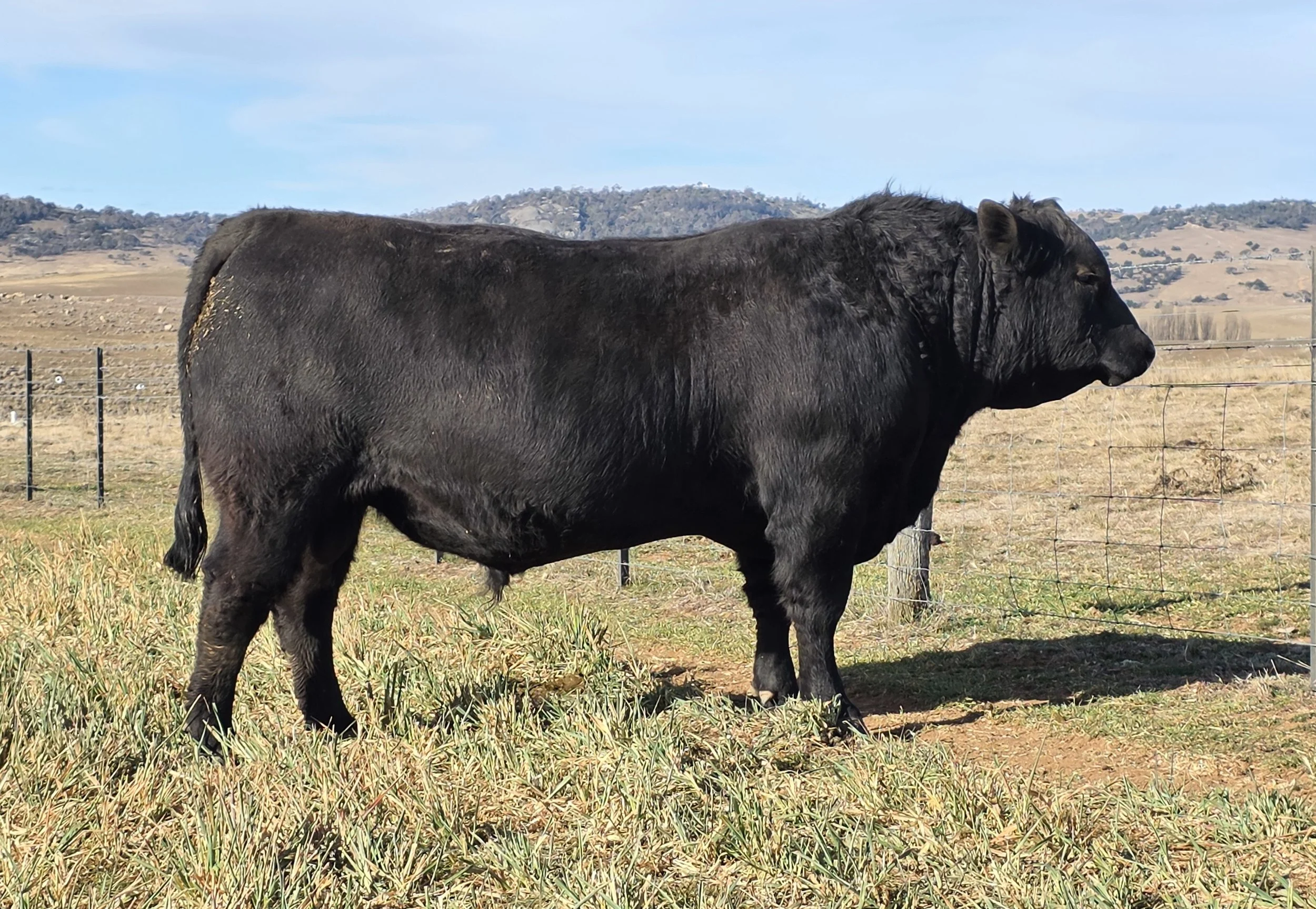LOT 25 - NRO24V58 ROSSKIN NECTAR V58 (ET)
