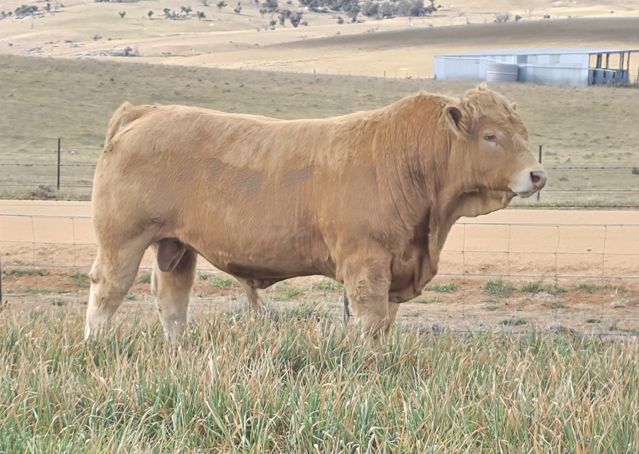 LOT 44  - HALLMARK V80E (Commercial Bull)