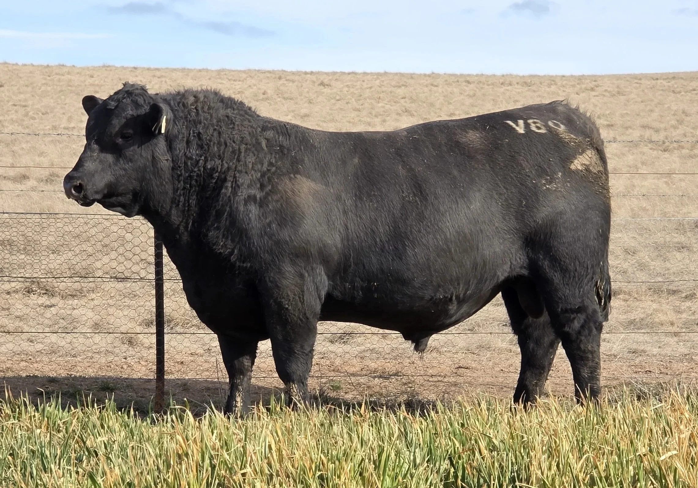 LOT 30 - NRO24V89 ROSSKIN GOALKEEPER V89
