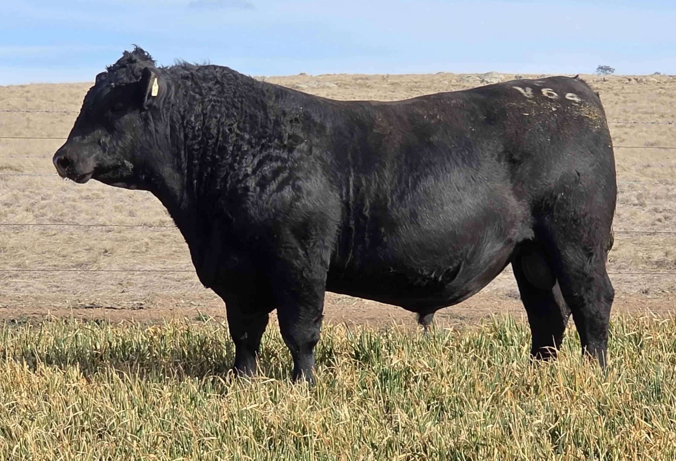 LOT 37 - NRO24V64 ROSSKIN GOALKEEPER V64