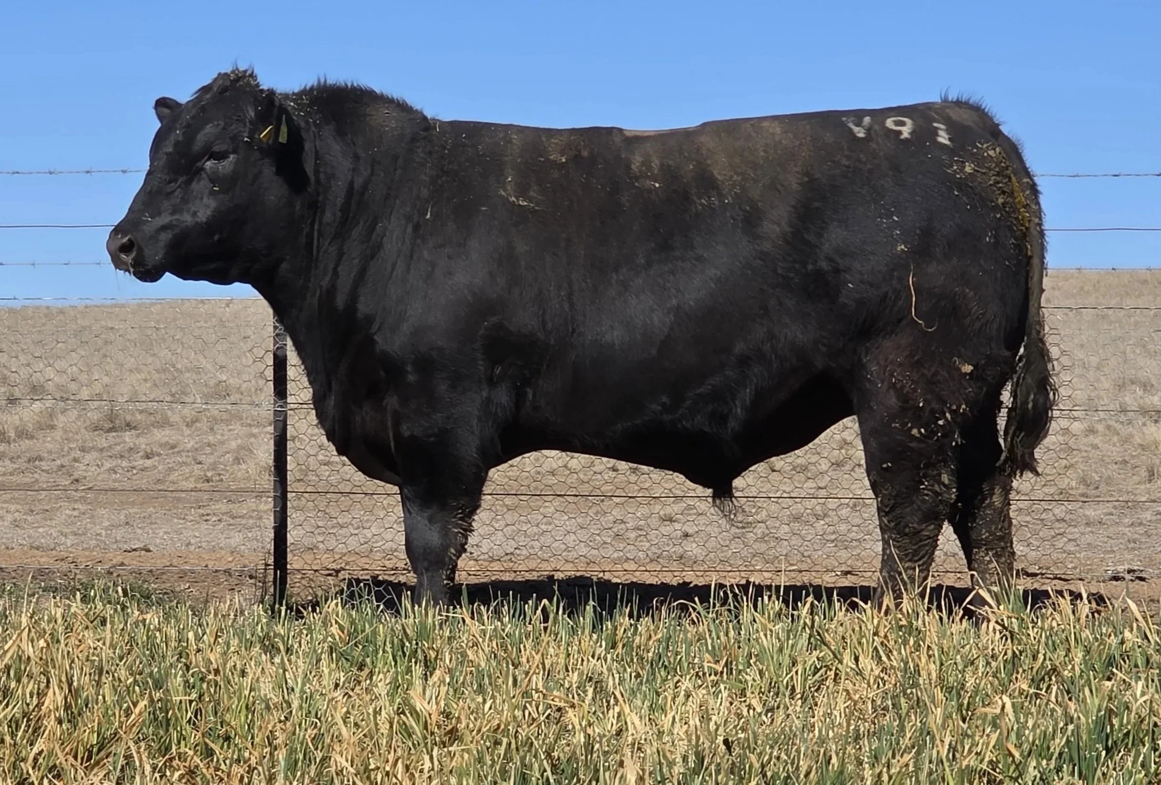LOT 38 - NRO24V91 ROSSKIN RECTOR V91