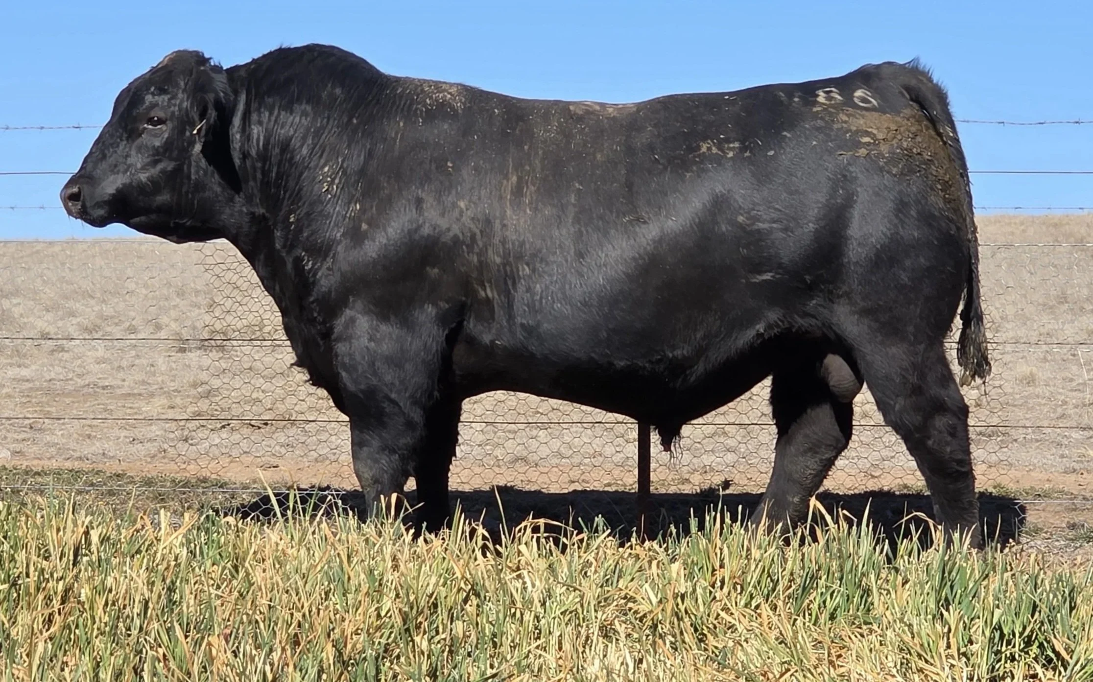 LOT 39 - NRO24V86 ROSSKIN GOALKEEPER V86