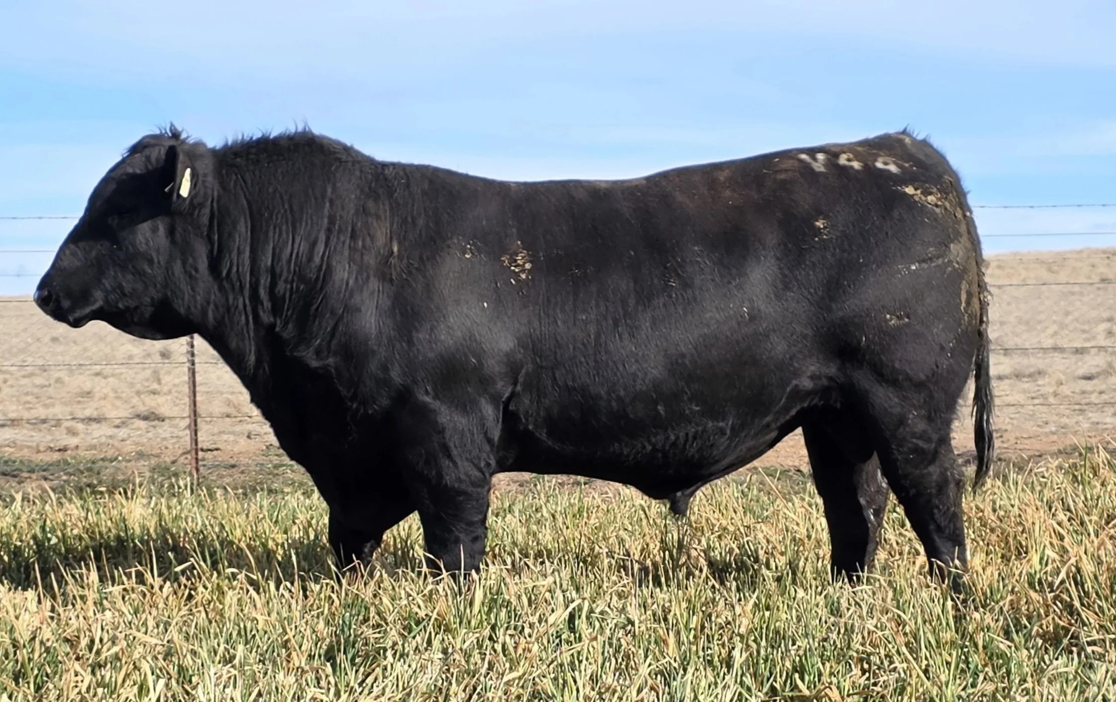 LOT 40 - NRO24V44 ROSSKIN NECTAR V44